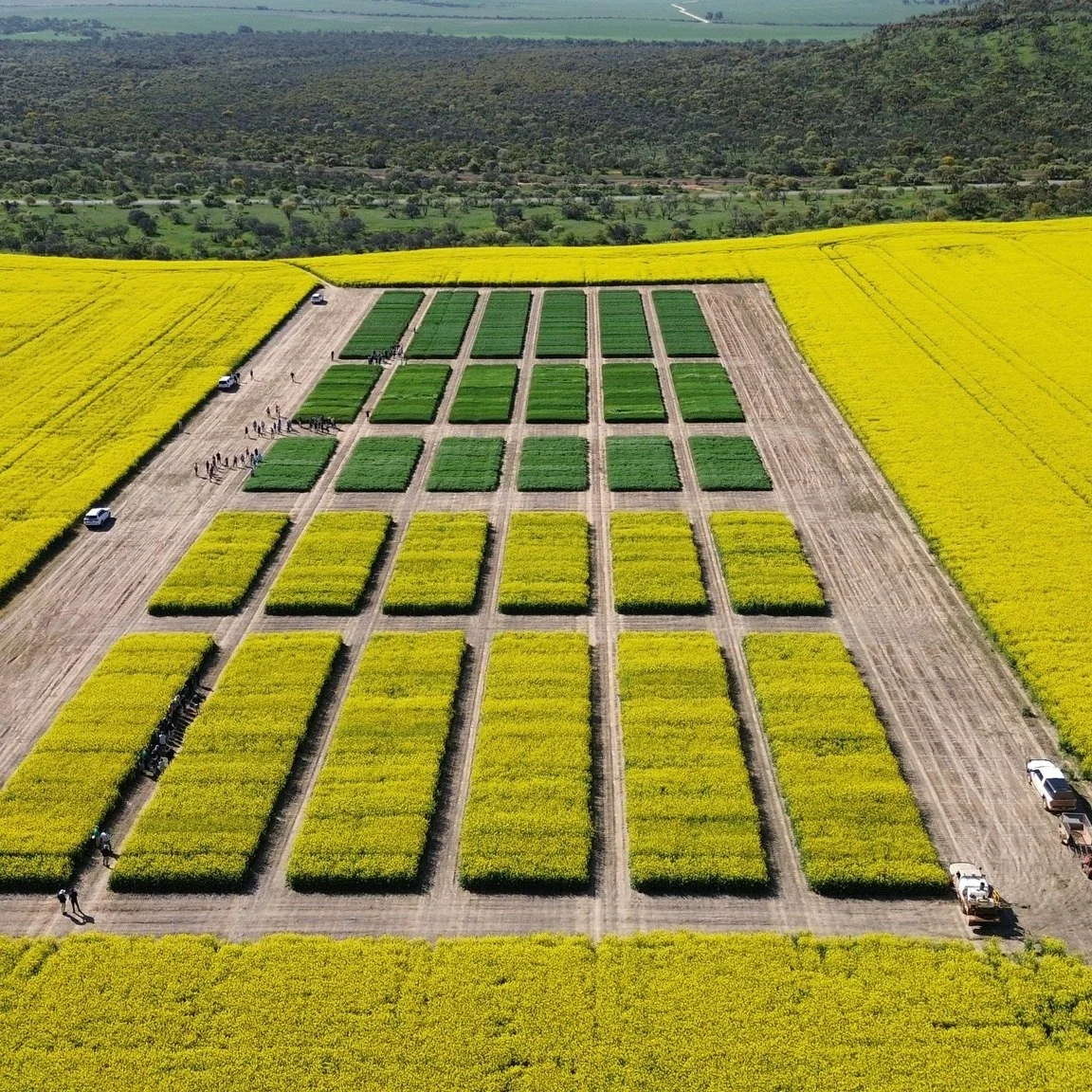 🌾🌾 SPRING FIELD DAY 🌾🌾
A massive thank you to everyone who joined us and an extra special thank you to our incredible sponsors: Rabobank, CBHGroup  and CSBP, as well as all those who generously donated door prizes!
These events wouldn&rsquo;t be 