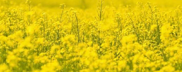 Supporting Local Ukrainian Business