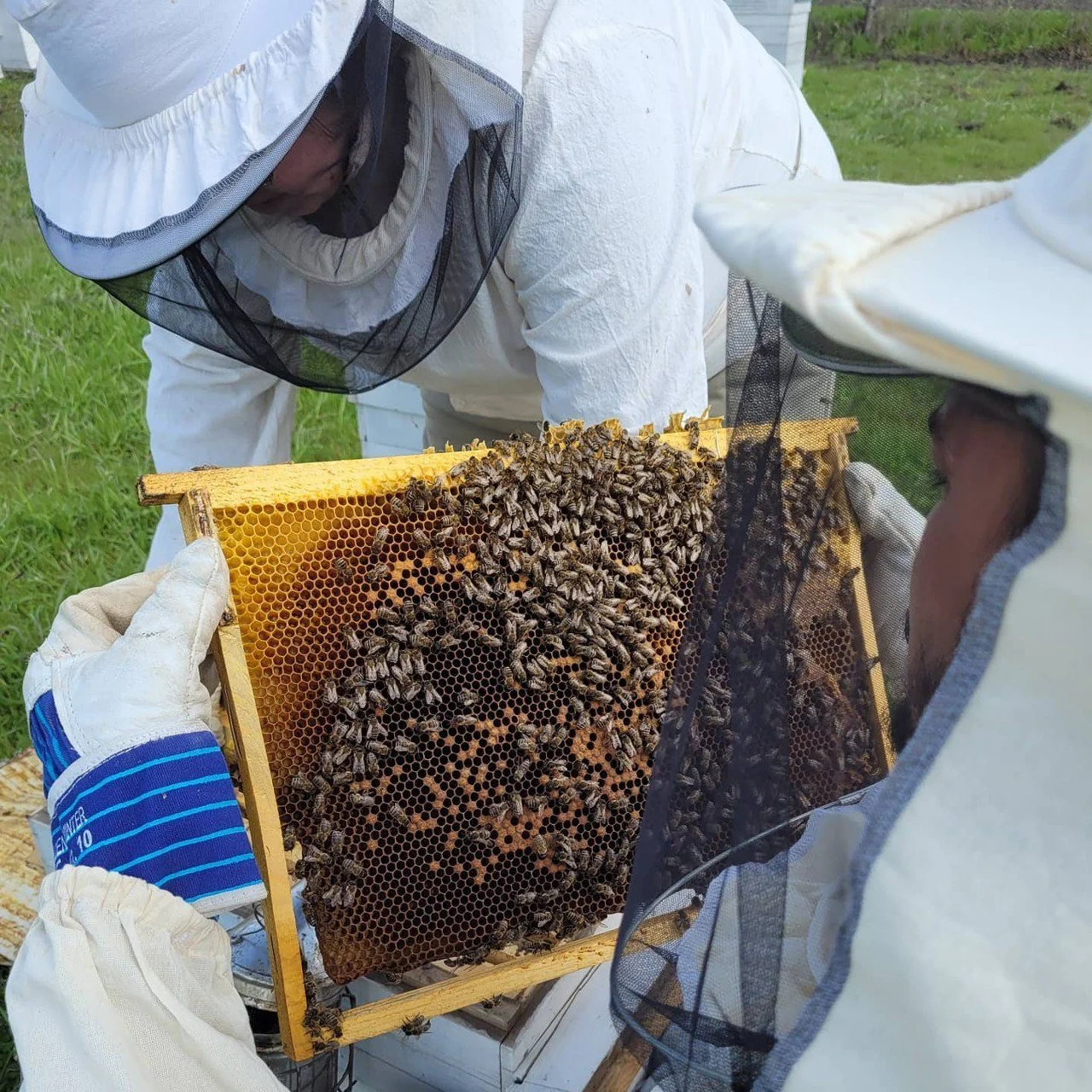 Like Women Entrepreneurs, Ukrainian Bees Never Give Up!