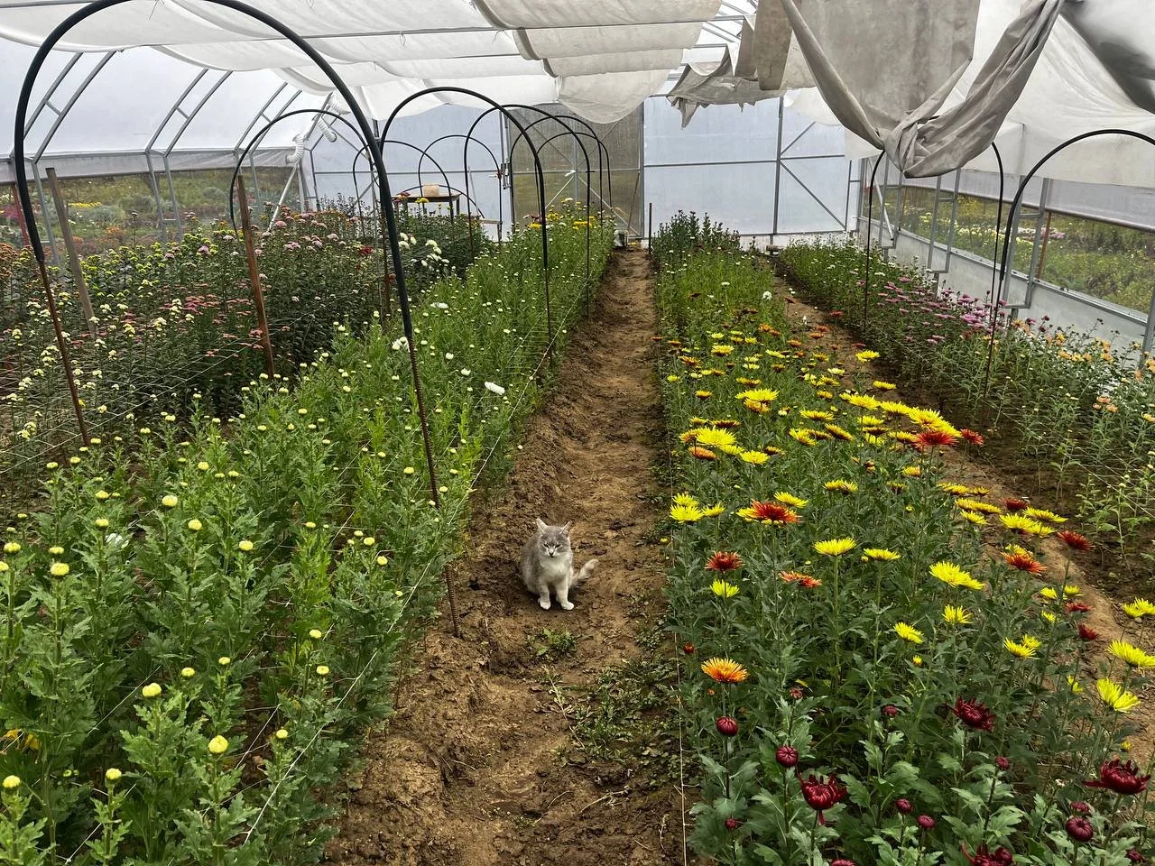 теплиця - 5.jpg