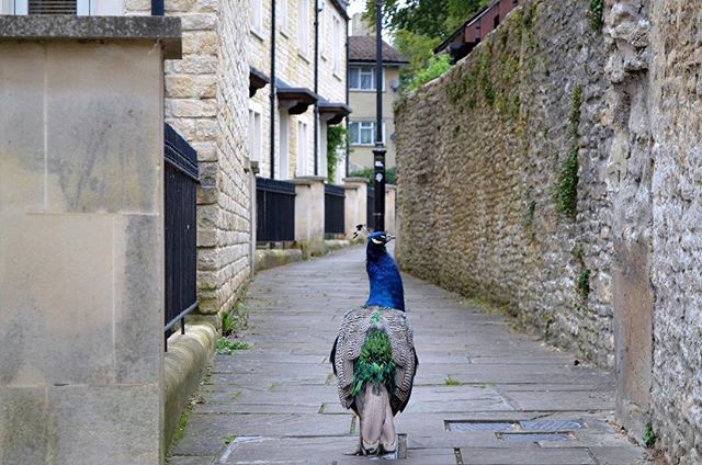 #latergram This is one of my favourite photos I&rsquo;ve ever taken. I was feeling &lsquo;homesick&rsquo; for #england and my life there and cheered myself up by flipping through some photos. This photo was taken just outside my flat in #corsham . Th