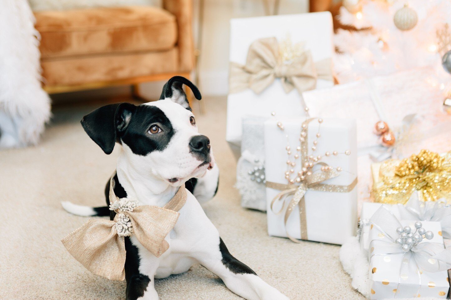 Are those Christmas bells ringing? 🐶🎄✨⁠
⁠
Our season is finally here!⁠
⁠
#giftwrapstylist #giftwrapping #gifting #holidayszn #christmastime #pupsofinstagram #christmaspups #dcgiftwrapper #dcgiftwrapping