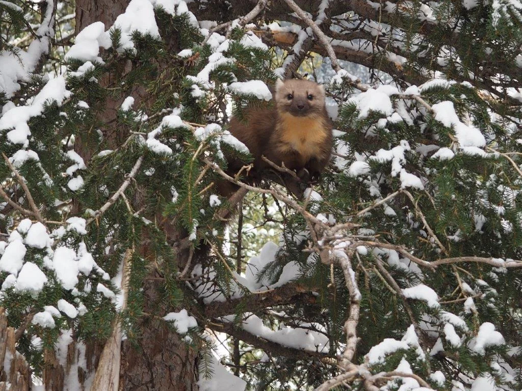 Tree Marten.jpg