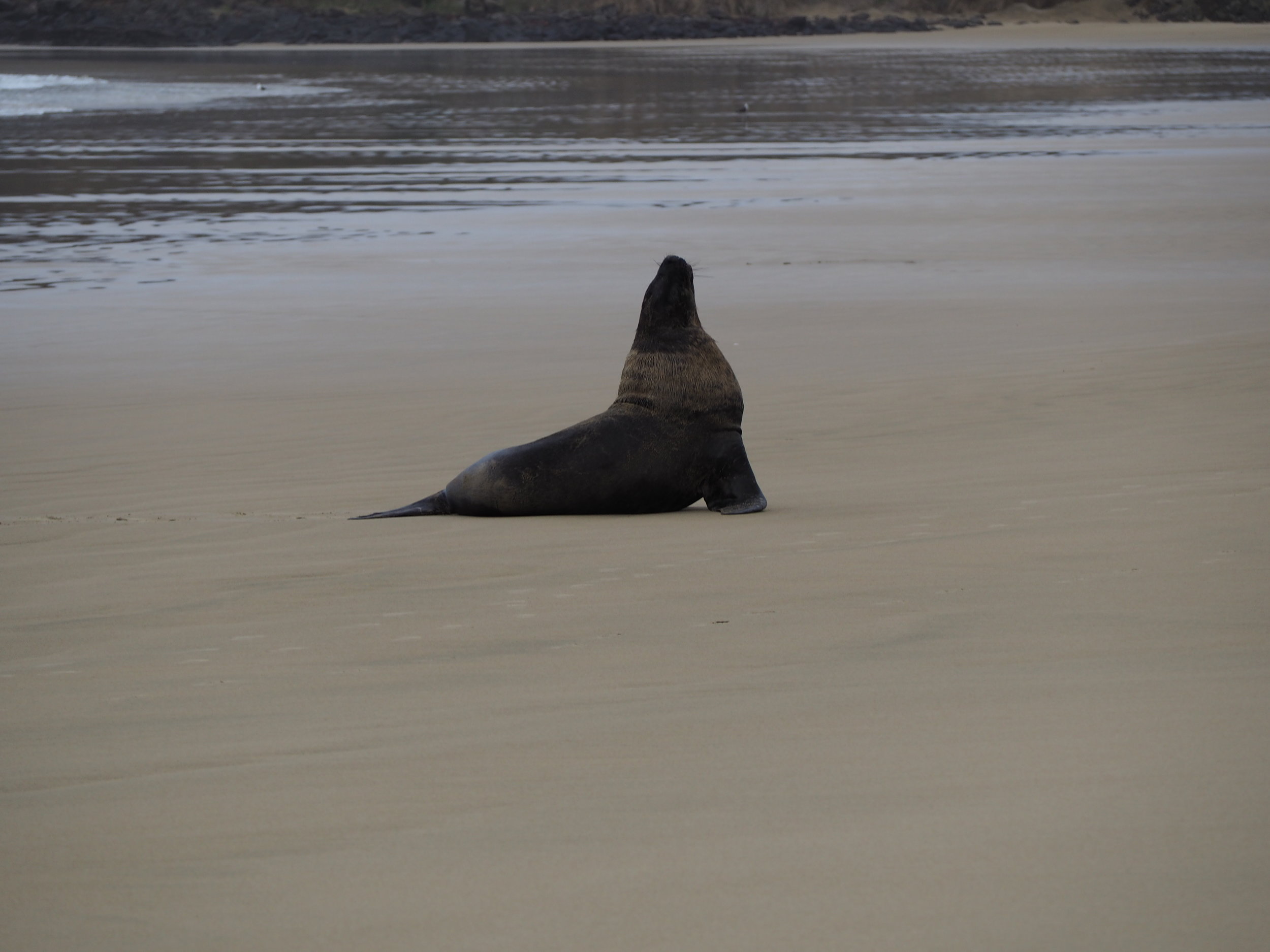 New Zealand Sea Lion