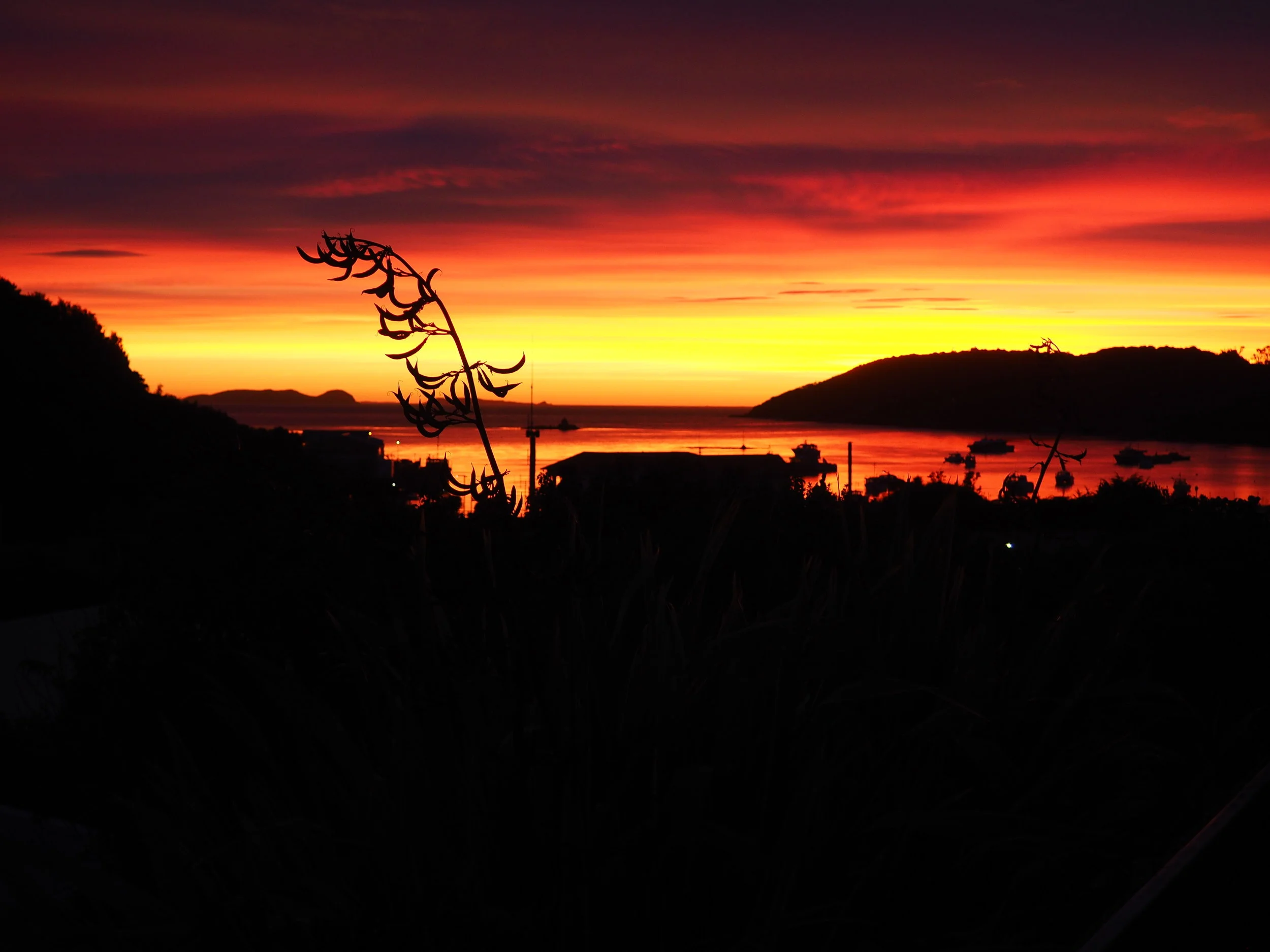 Rakiura (Stewart Island); dawn over oban 