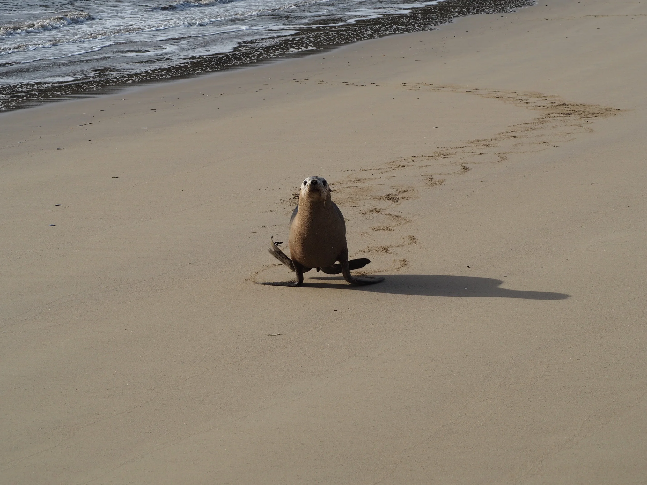 Rakiura Track; get off my beach