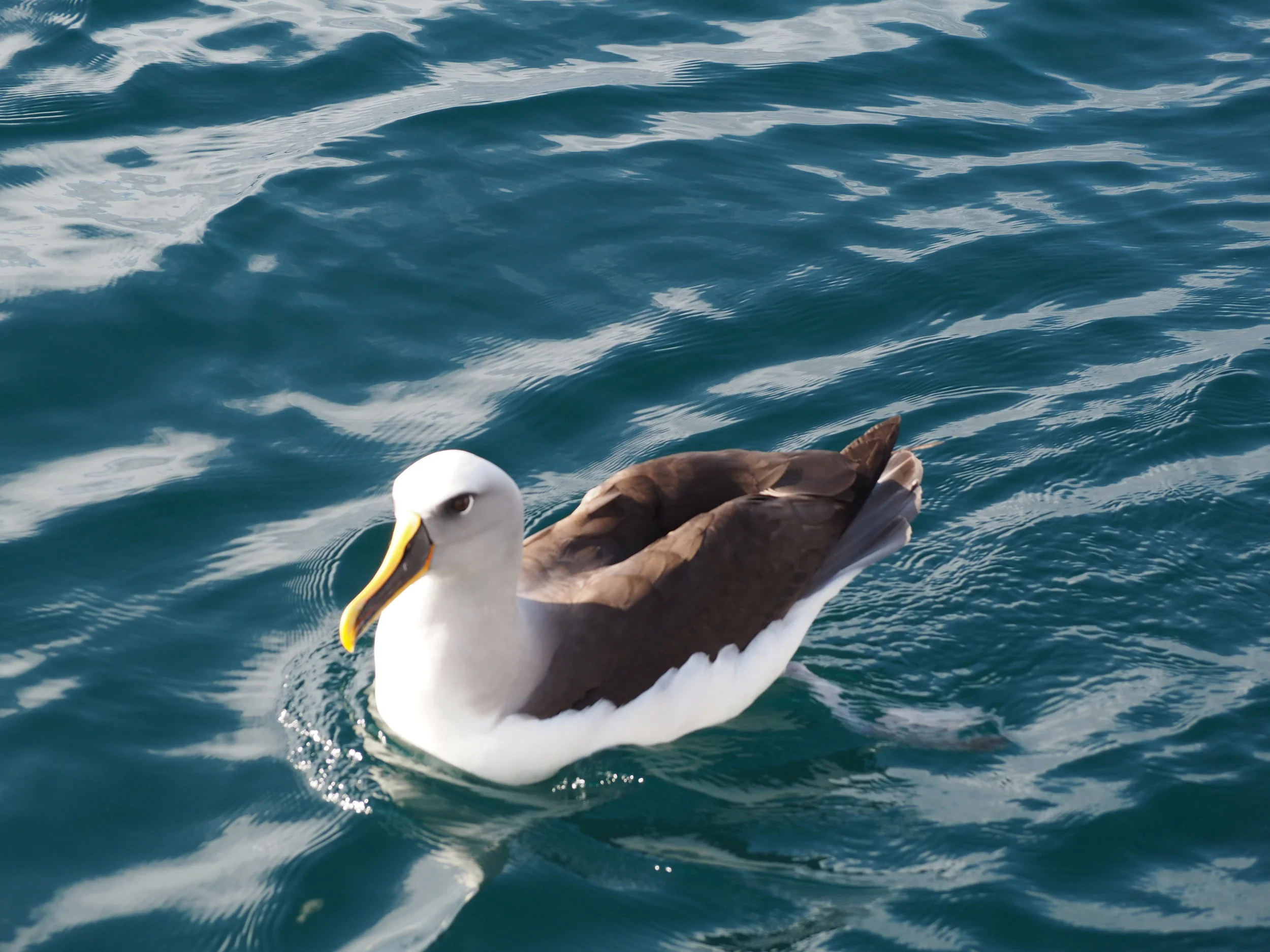 Southern Albatross