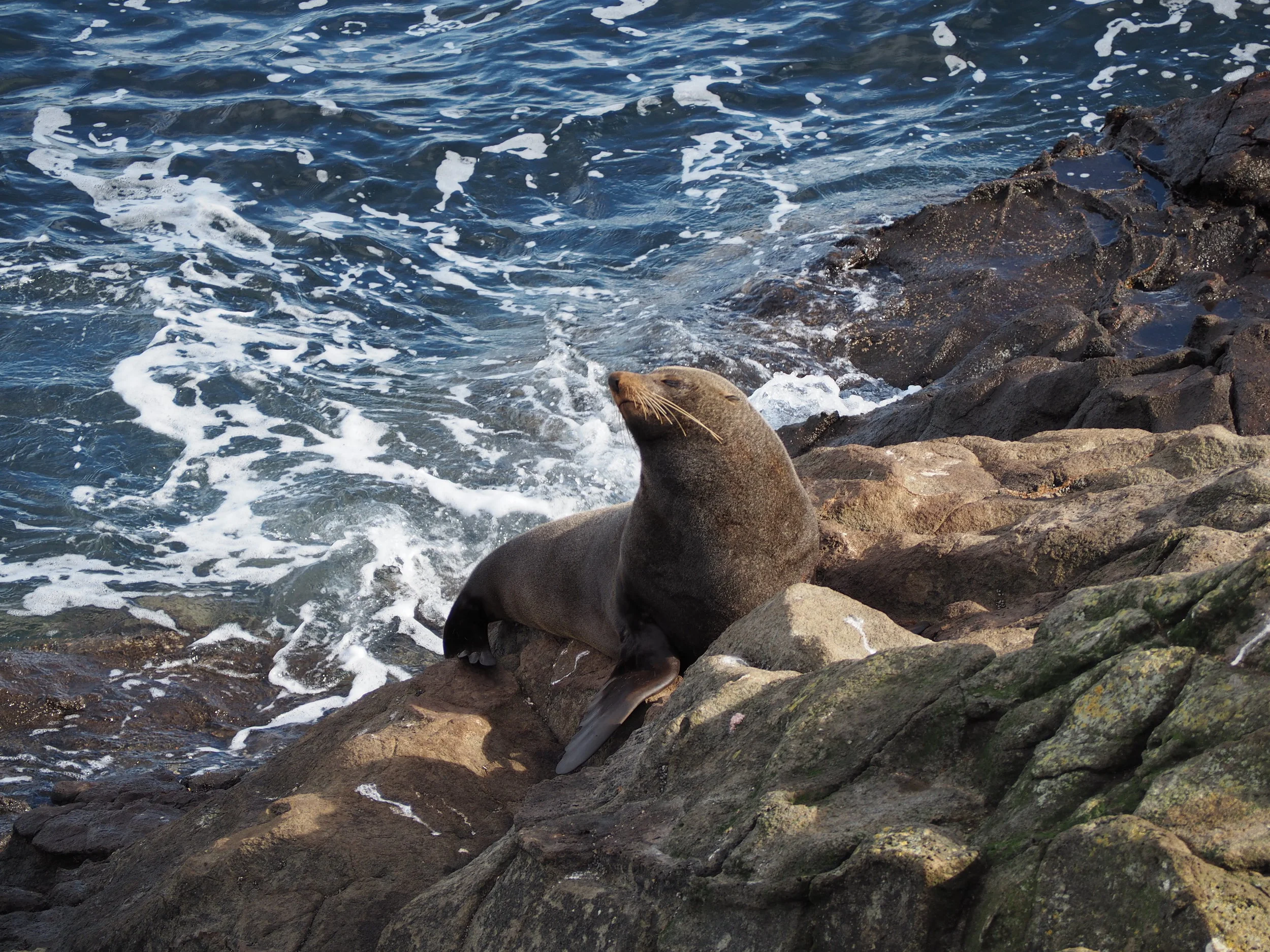 NZ fur seal