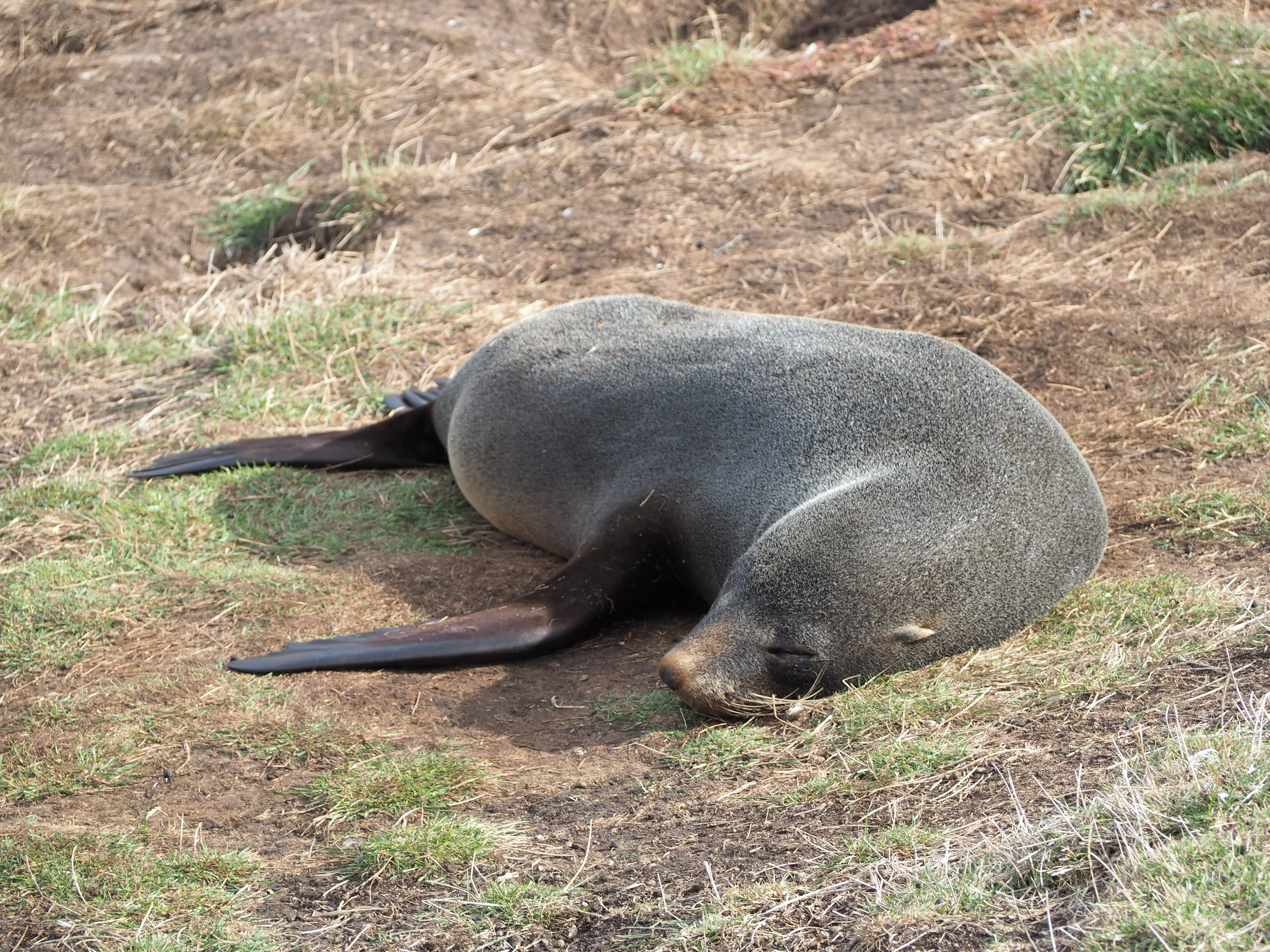 Nz Fur seal