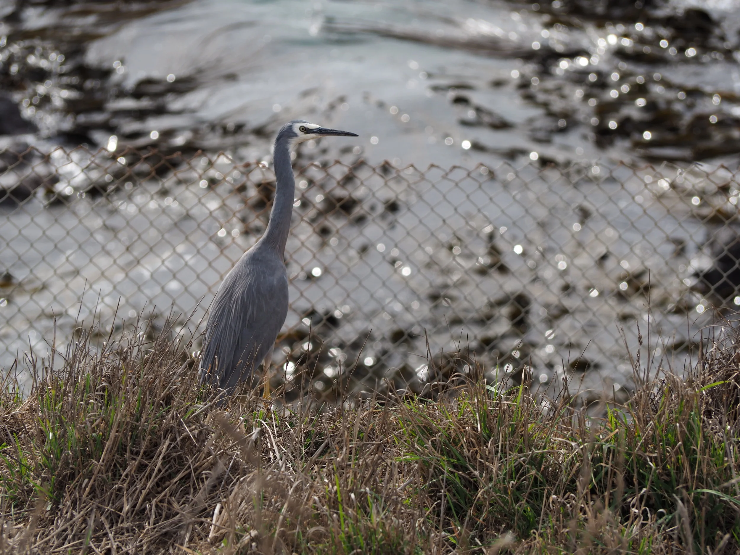 Kotuku (heron)
