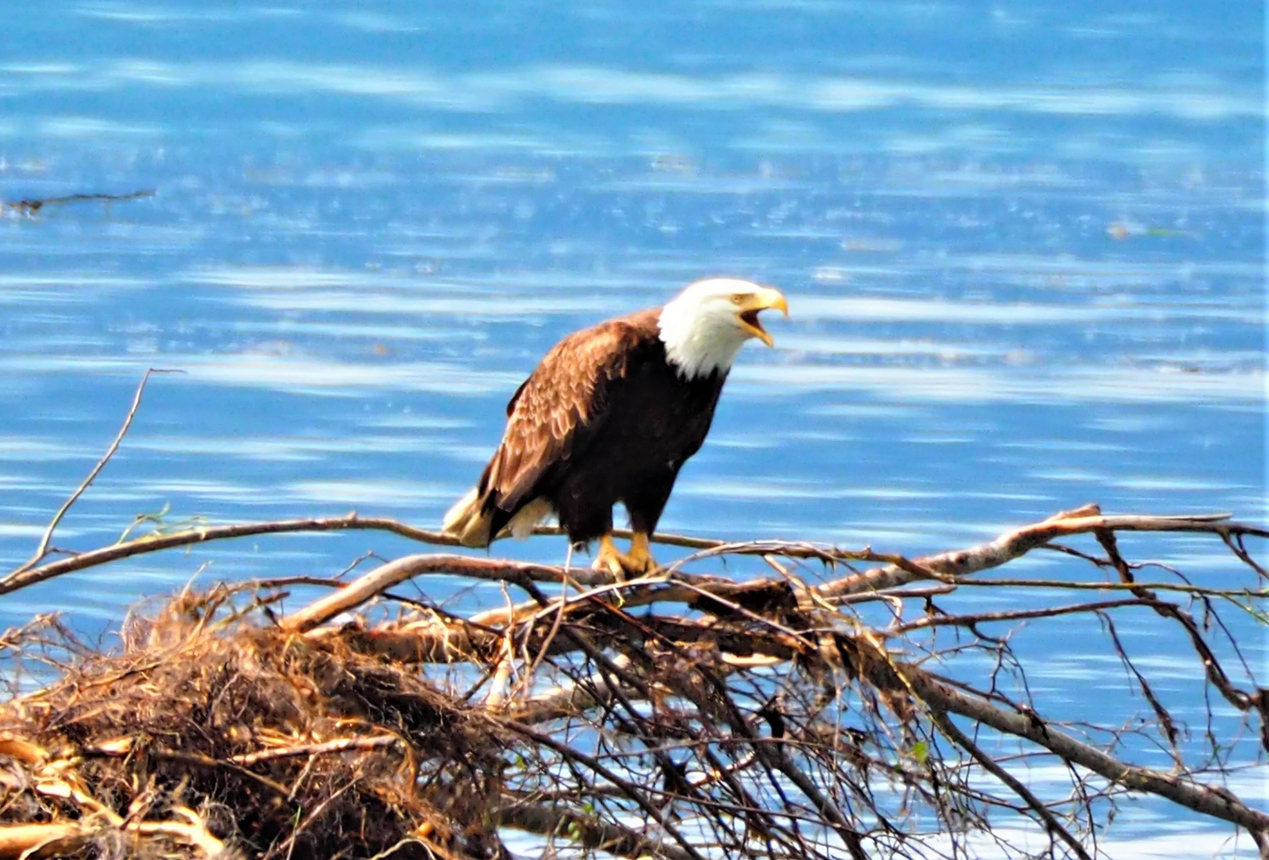 tough bird weak cry.JPG