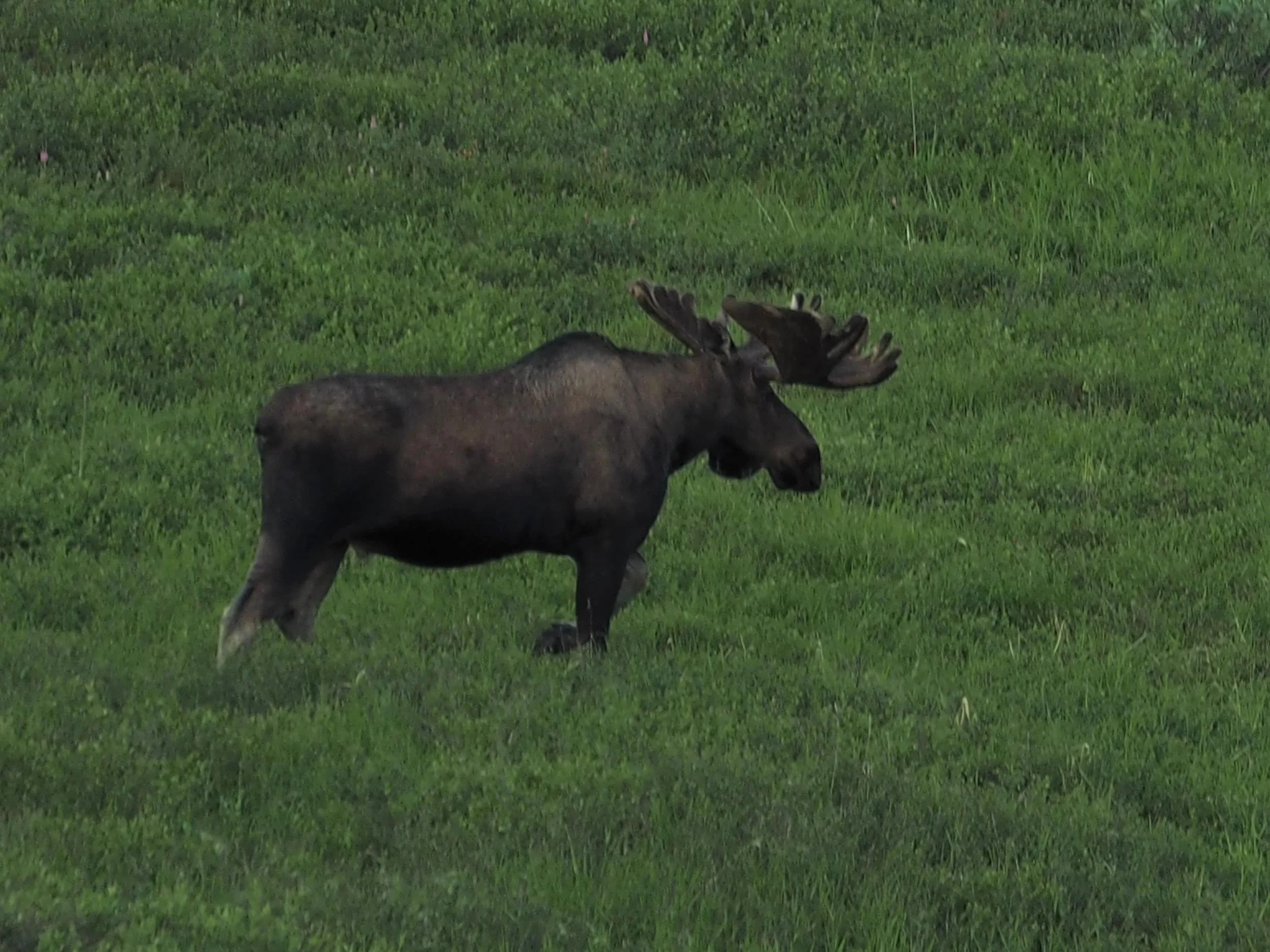 Denali bull moose.JPG