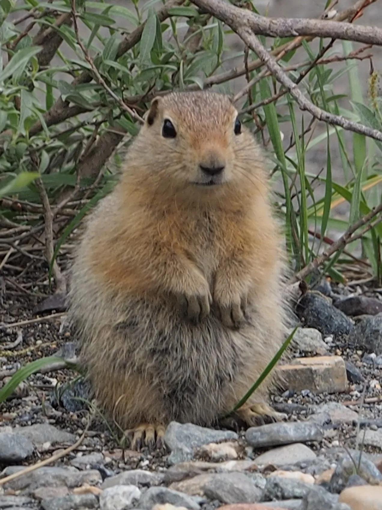 Denali ground squirrel.JPG