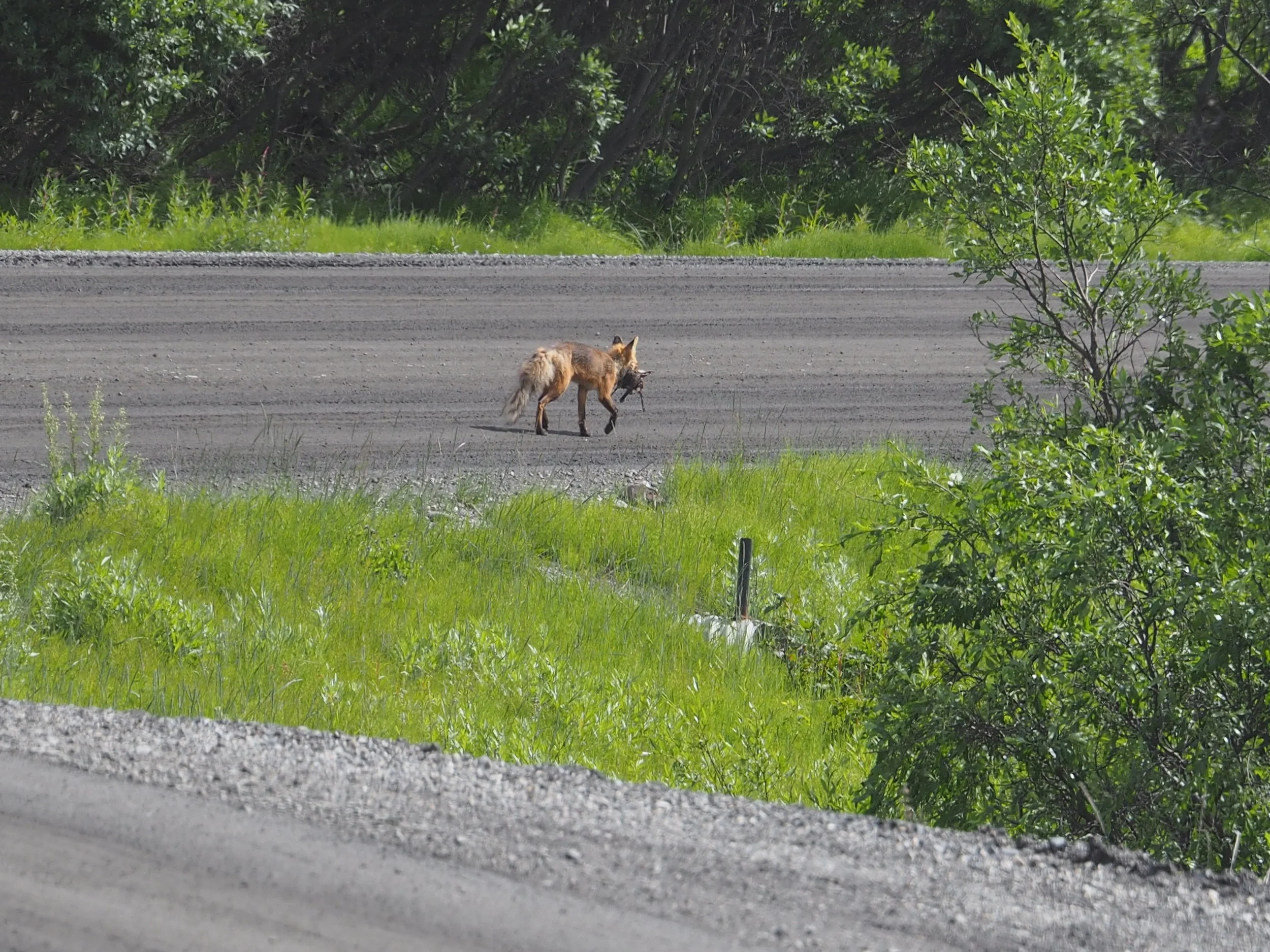 Denali fox.JPG