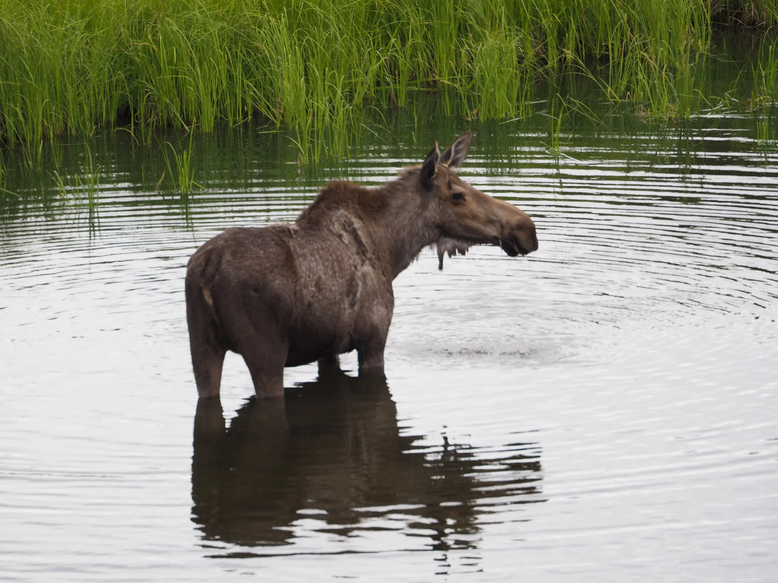 Denali moose.JPG