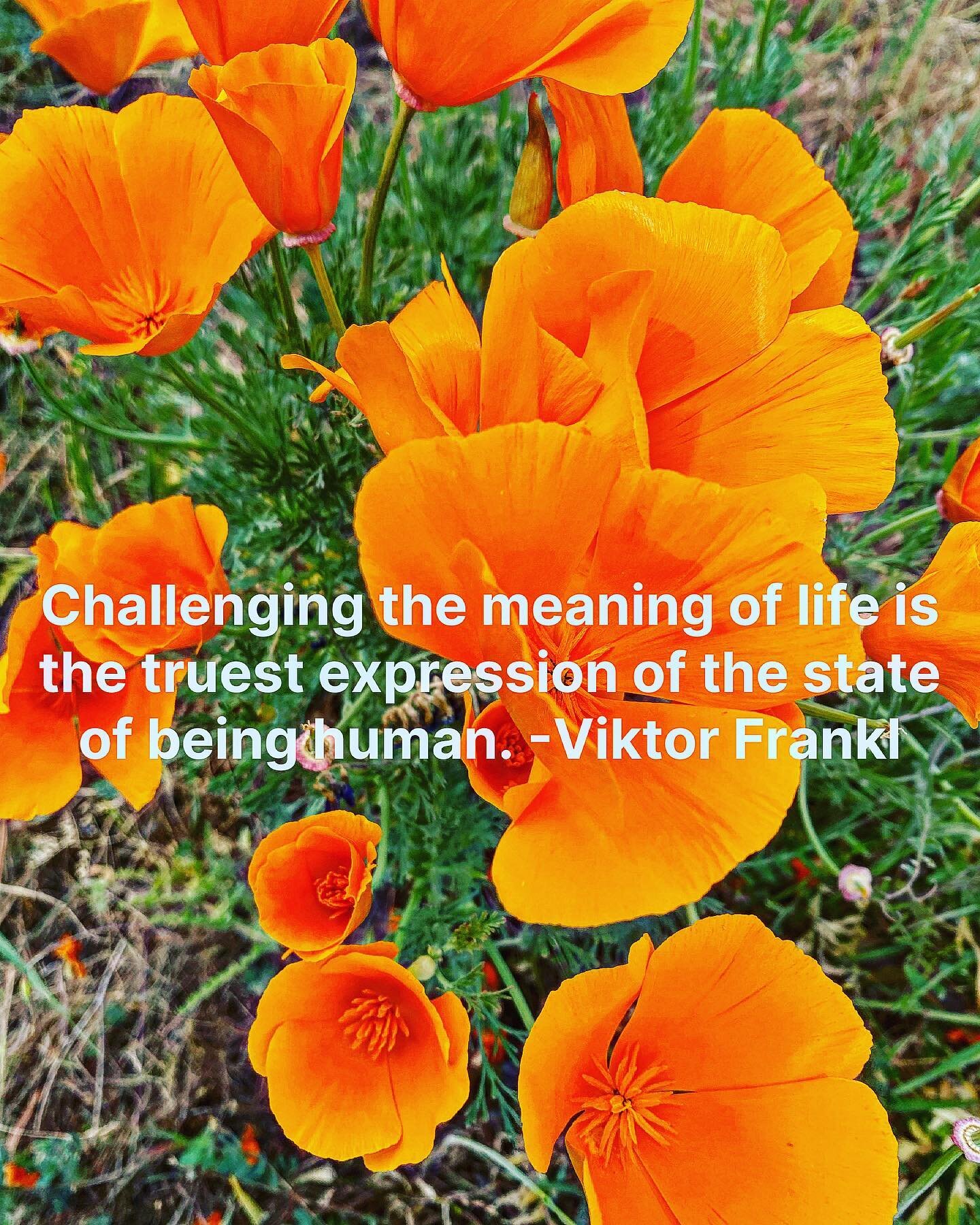 I originally read Dr. Viktor Frankl’s “Man’s Search for Meaning,” in my first graduate course in 2001. The brilliance and poignancy of his work has weaved its way through my life and work in more ways than any other source of