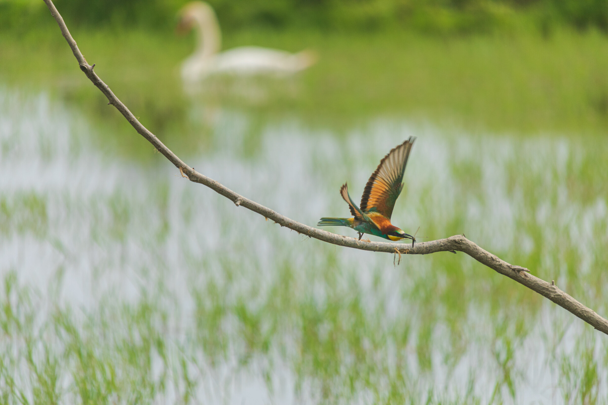 MEROPS APIASTER