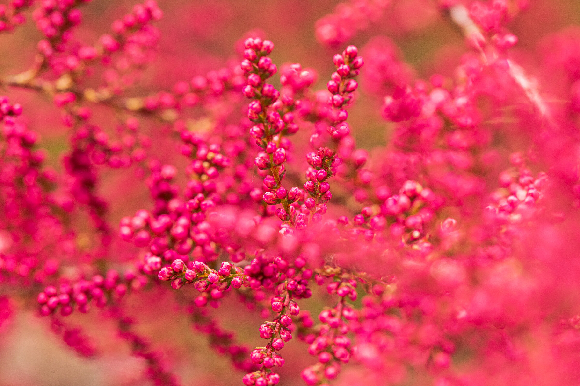 PINK BLOSSOM