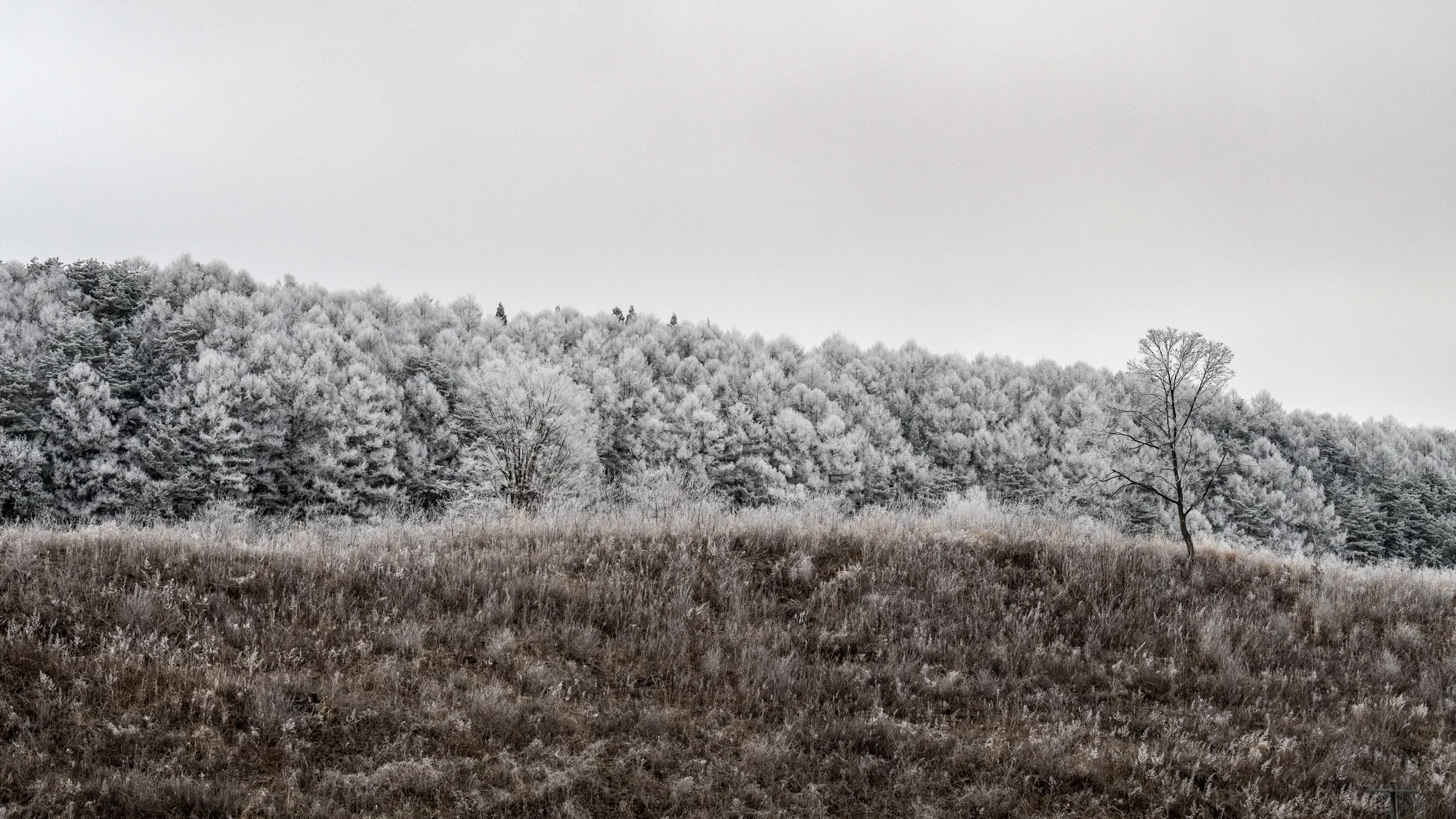 DSC_7833.jpg