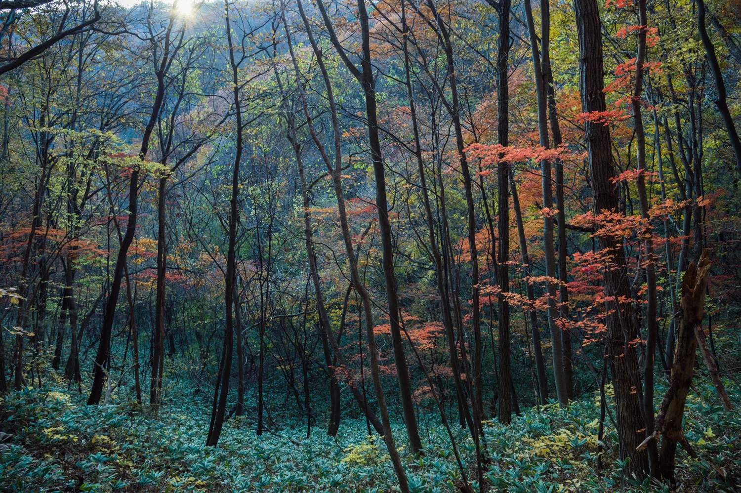DSC_171107_160239 kusatsu. nature. (Autumn Mosaic) (ps).jpg