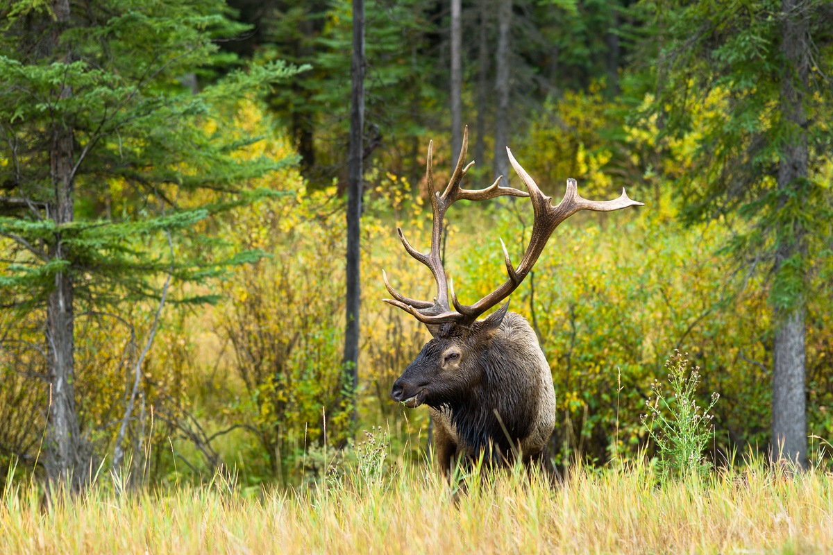 Siegfried-Salzmann-Fotografie-Kanada-BC-6.jpg