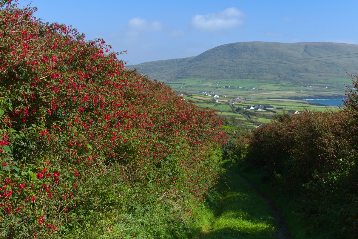 Siegfried-Salzmann-Fotografie-Irland 2013-2.jpg