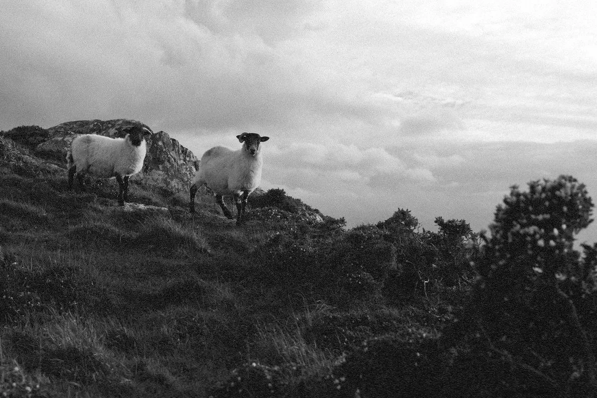Connemara sheep 2018.jpg