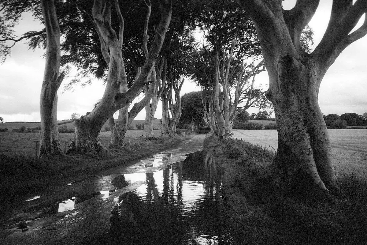 Dark Hedges Irland 2018.jpg