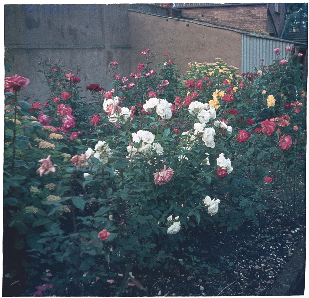 10_c_roses.jpg