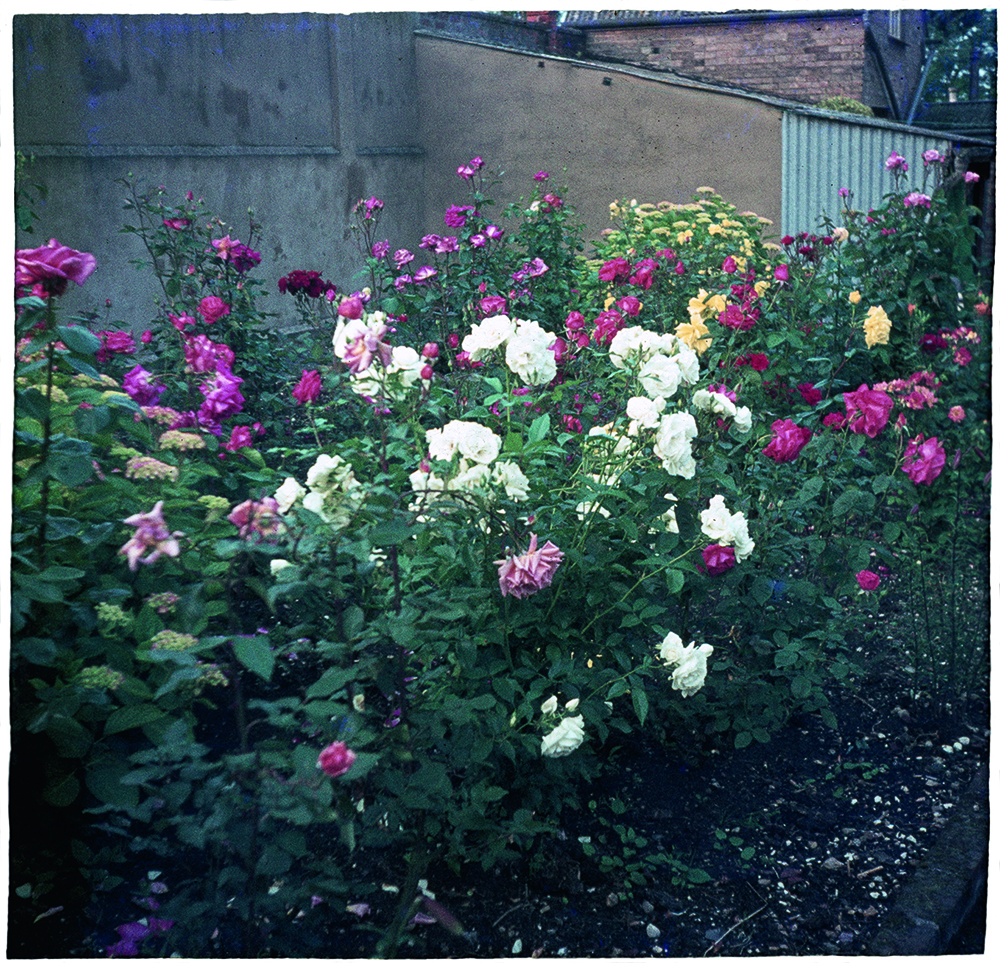 10_c_roses.jpg