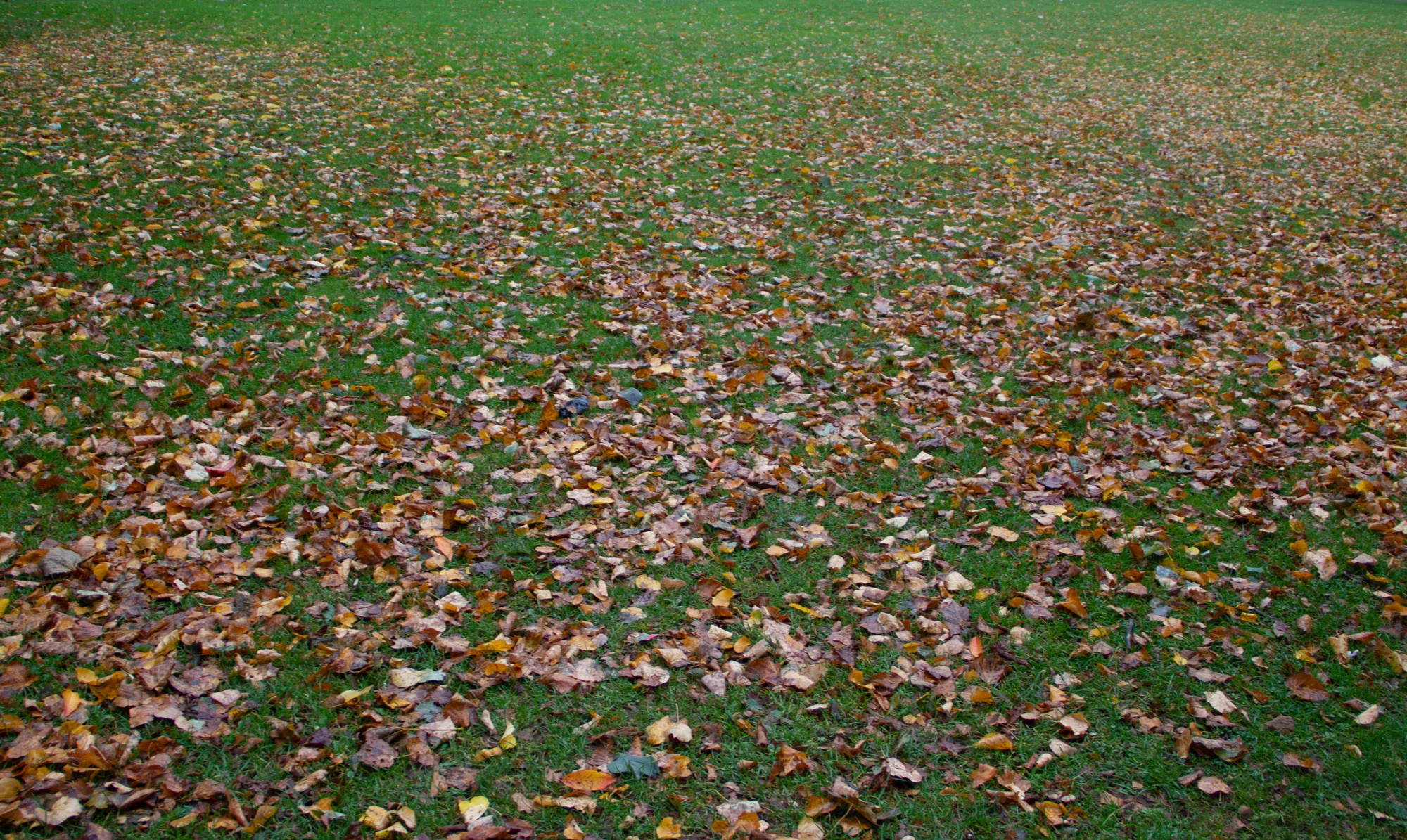 leaves.jpg