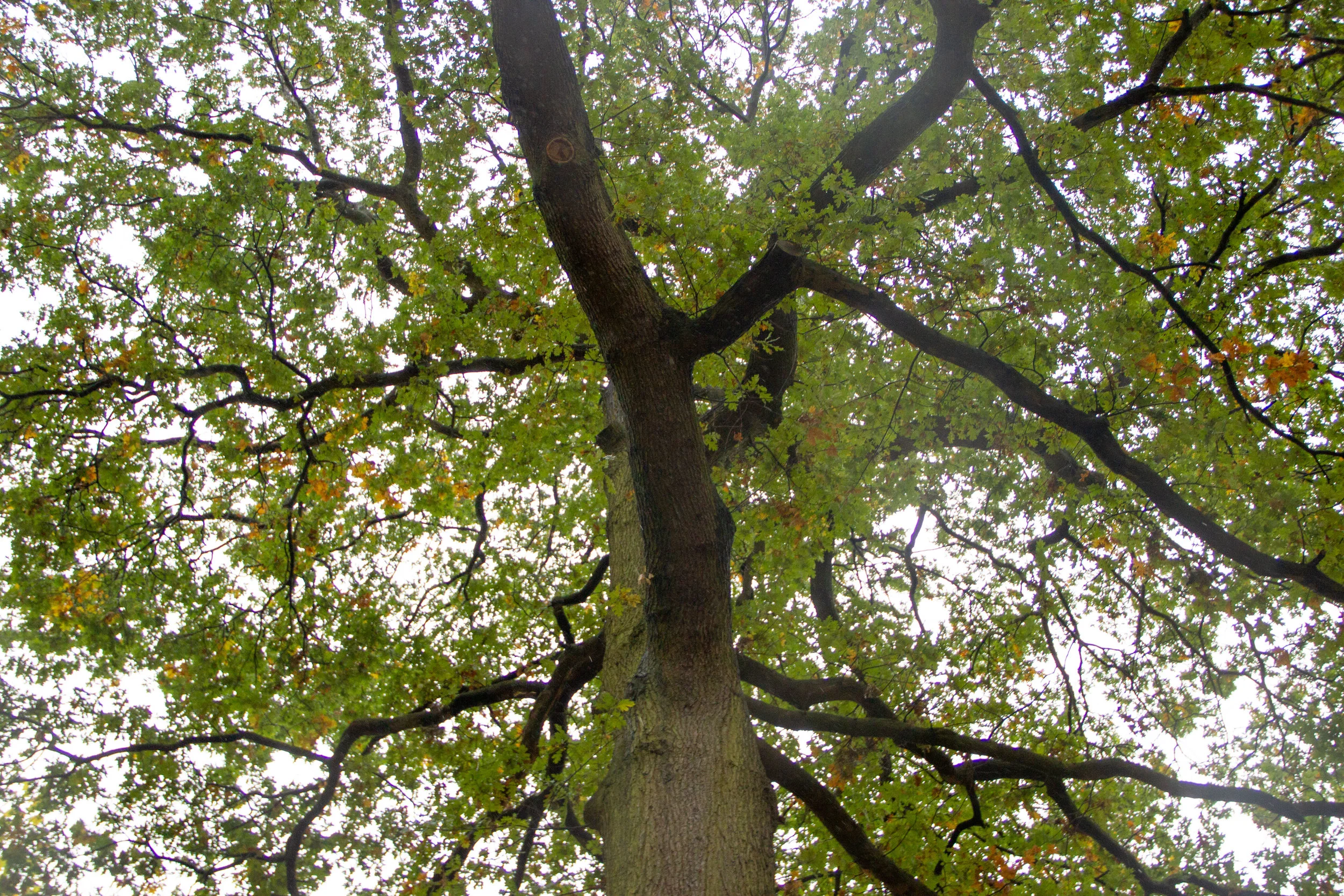 up_at_tree.jpg
