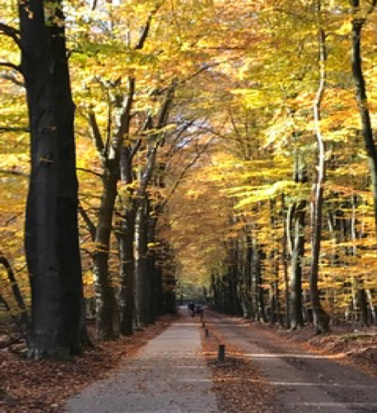 Soaking up the atmosphere on the cycle paths in the Veluwe woods