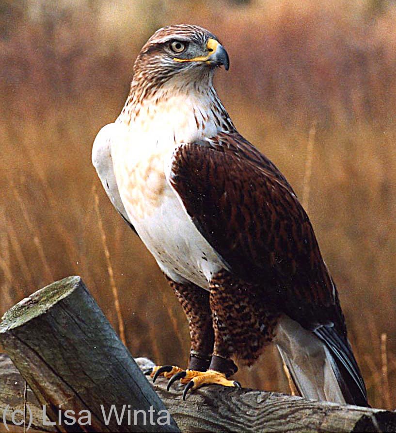 Raptor Visit from the Rocky Mountain Raptor Program!