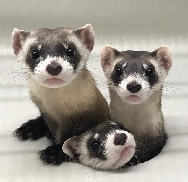 Black Footed Ferret Visit!