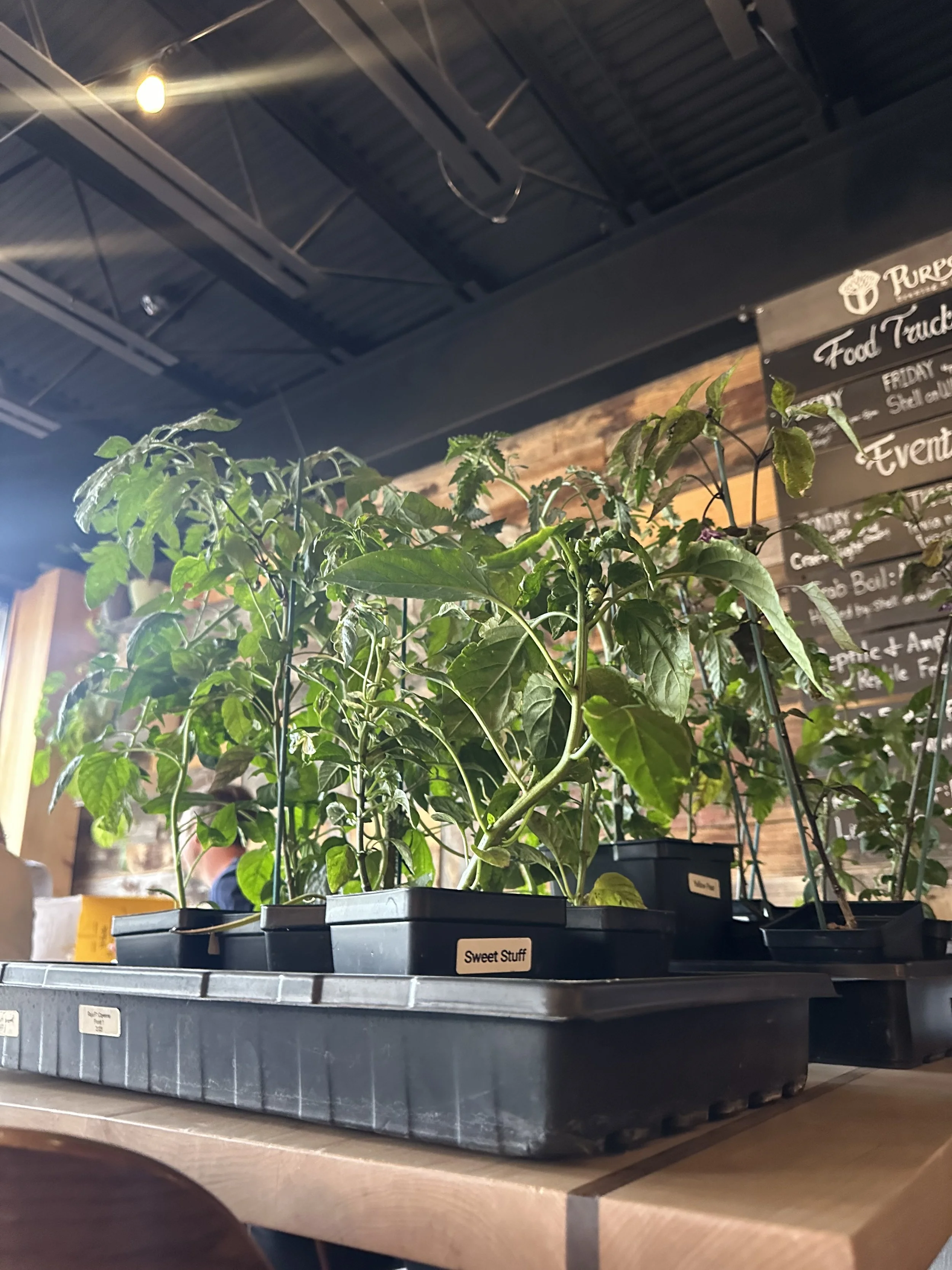 Plant Giveaway! Buy a Beer get a Plant! 