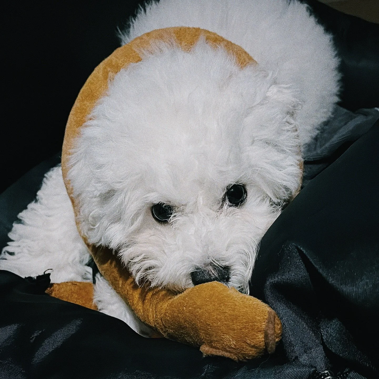 Hi. I&rsquo;m Scruffy. So I don&rsquo;t know why Dad keeps calling me Drop It, No Biting and especially recently, Telemachus.

I&rsquo;m 4.5 months and I know some tricks. Like sit, down, heel and focus. But my favourite one is making Dad repeat hims