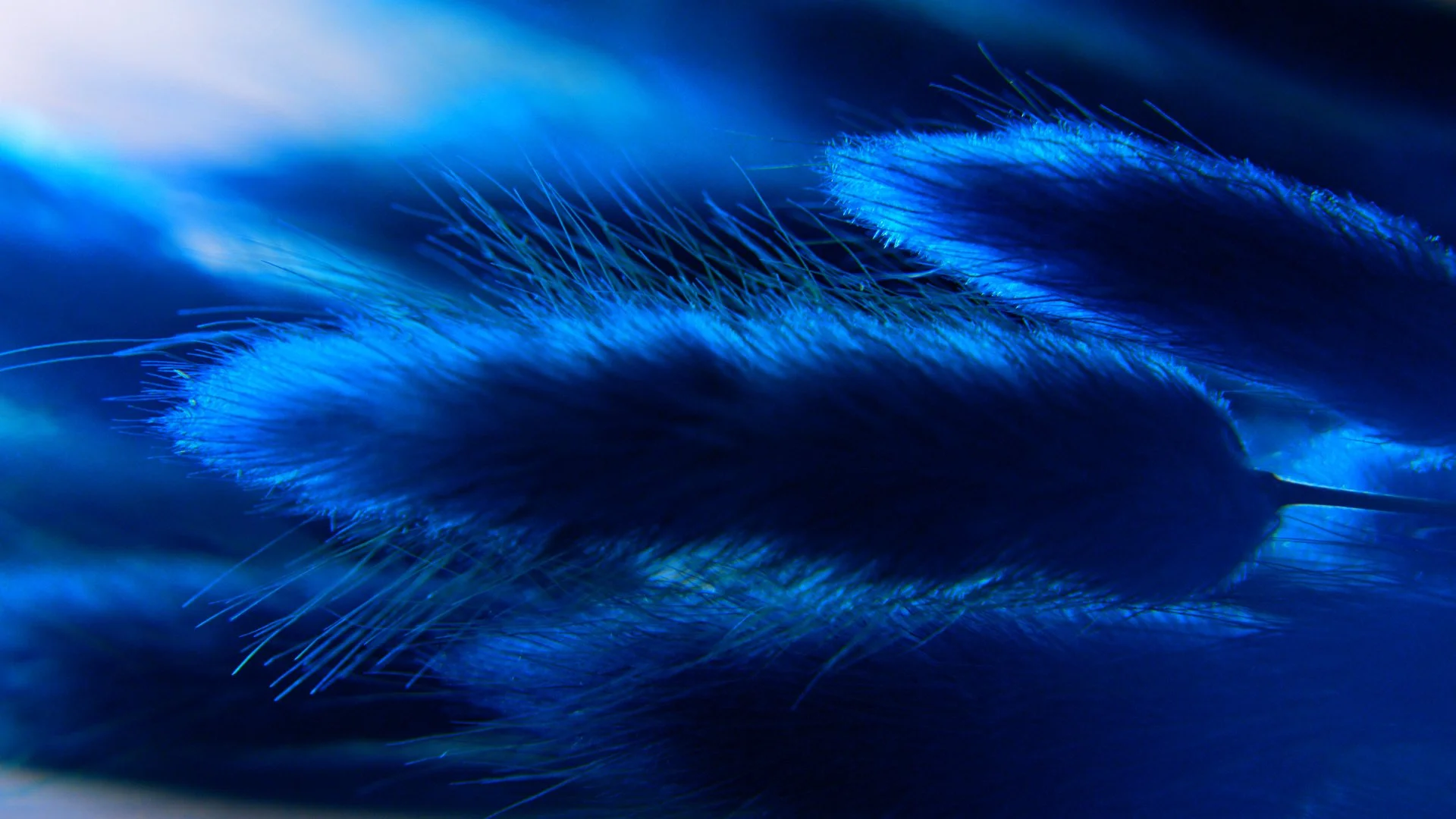 MeyerBlue_Main (0-00-14-08).JPG