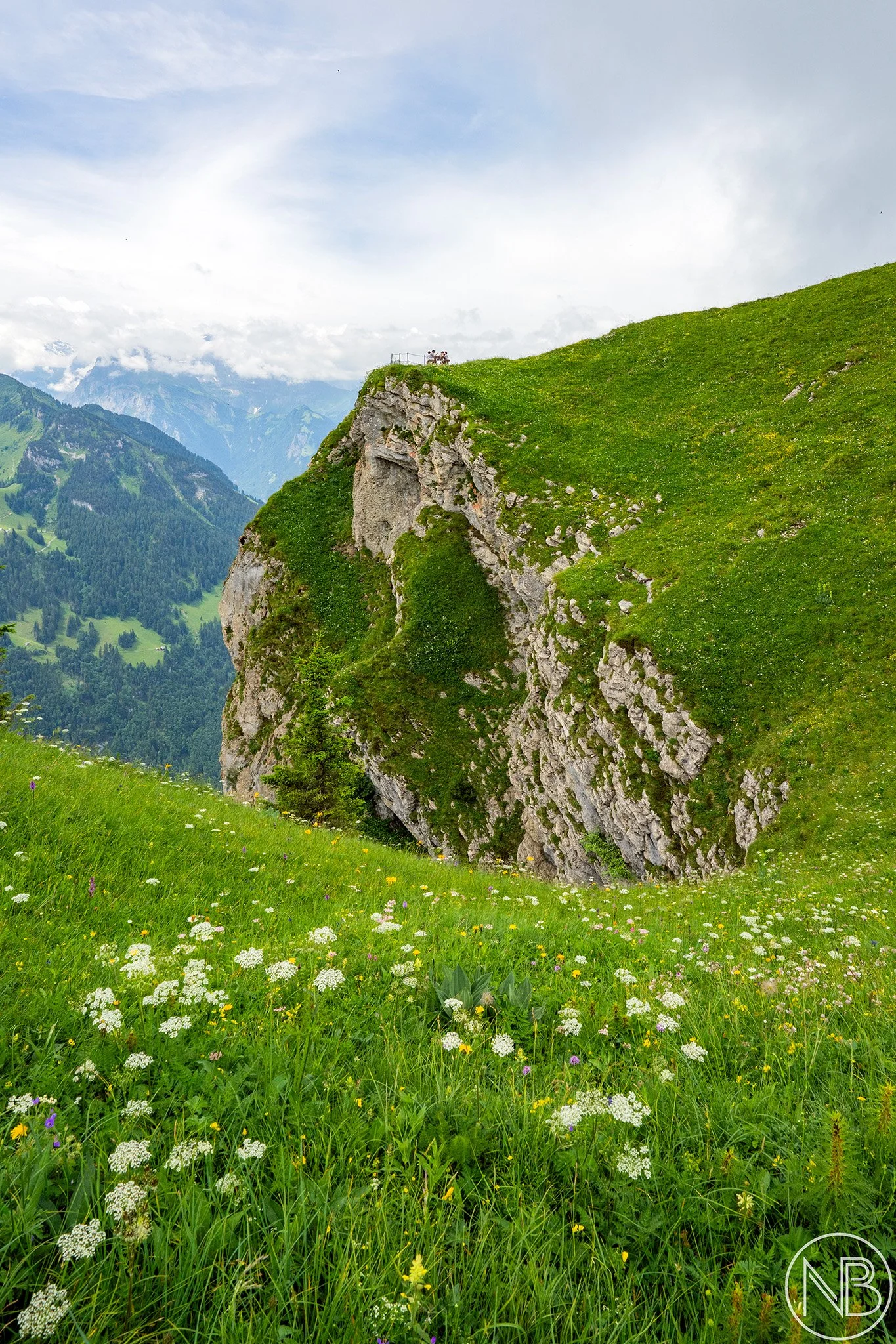 alpine-wildflower-meadow-switzerland.jpg