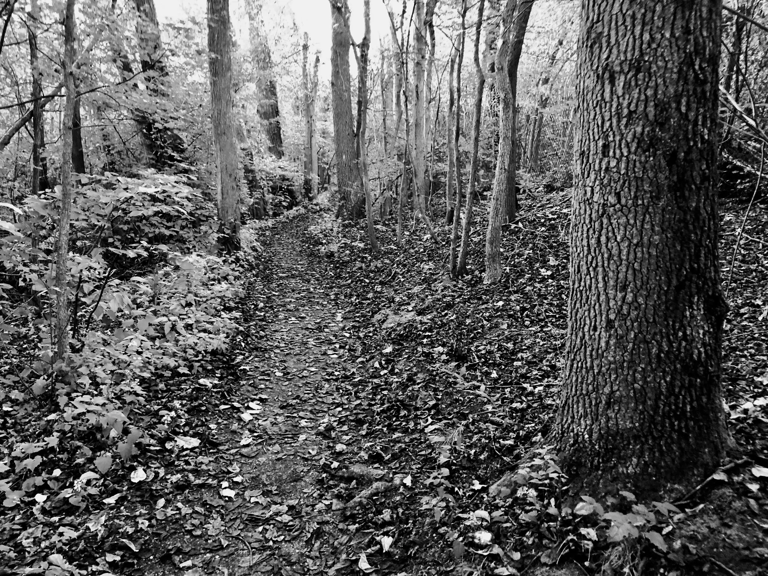 Woods