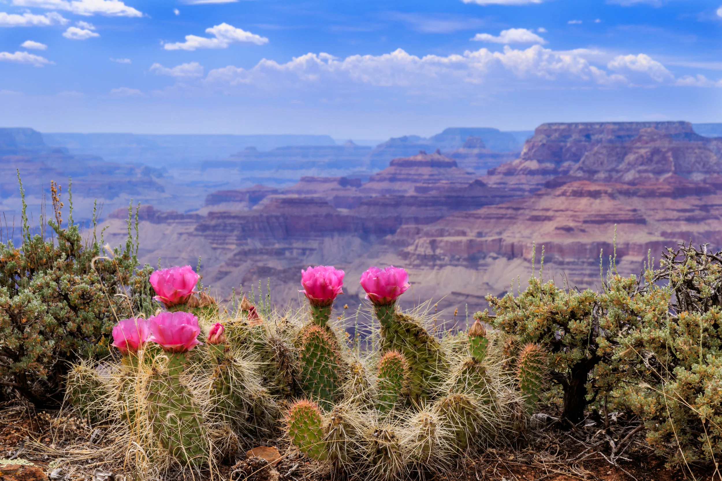 Prickly-Pear-Cactus-Blooms-on-the-Grand-Canyon-Rim.-588625688_5472x3648.jpeg