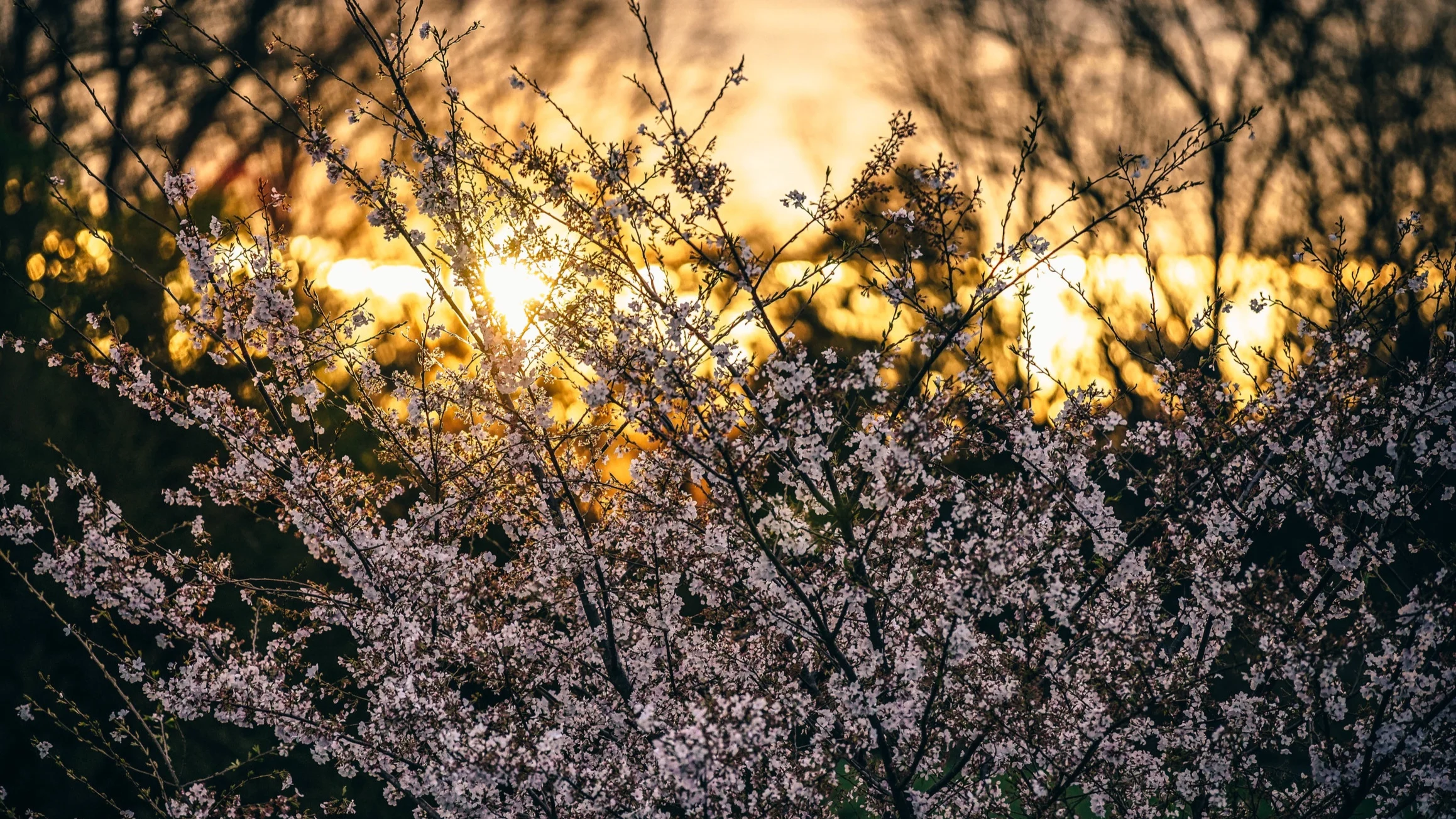 Prayers for Pastor Phil Petrasek