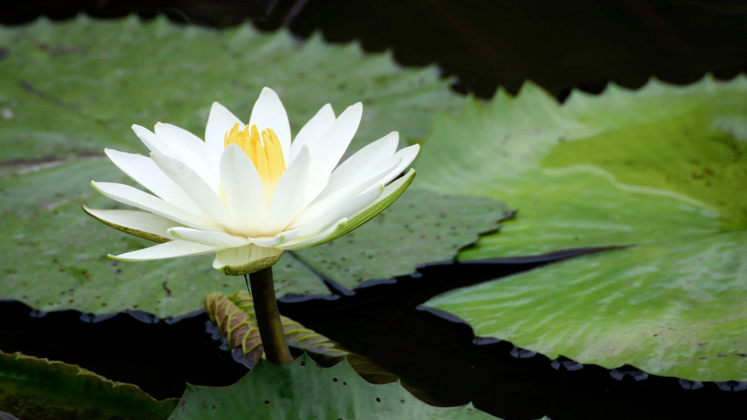 Grand Canyon and Rocky Mountain Synods awarded three-year Lilly grant