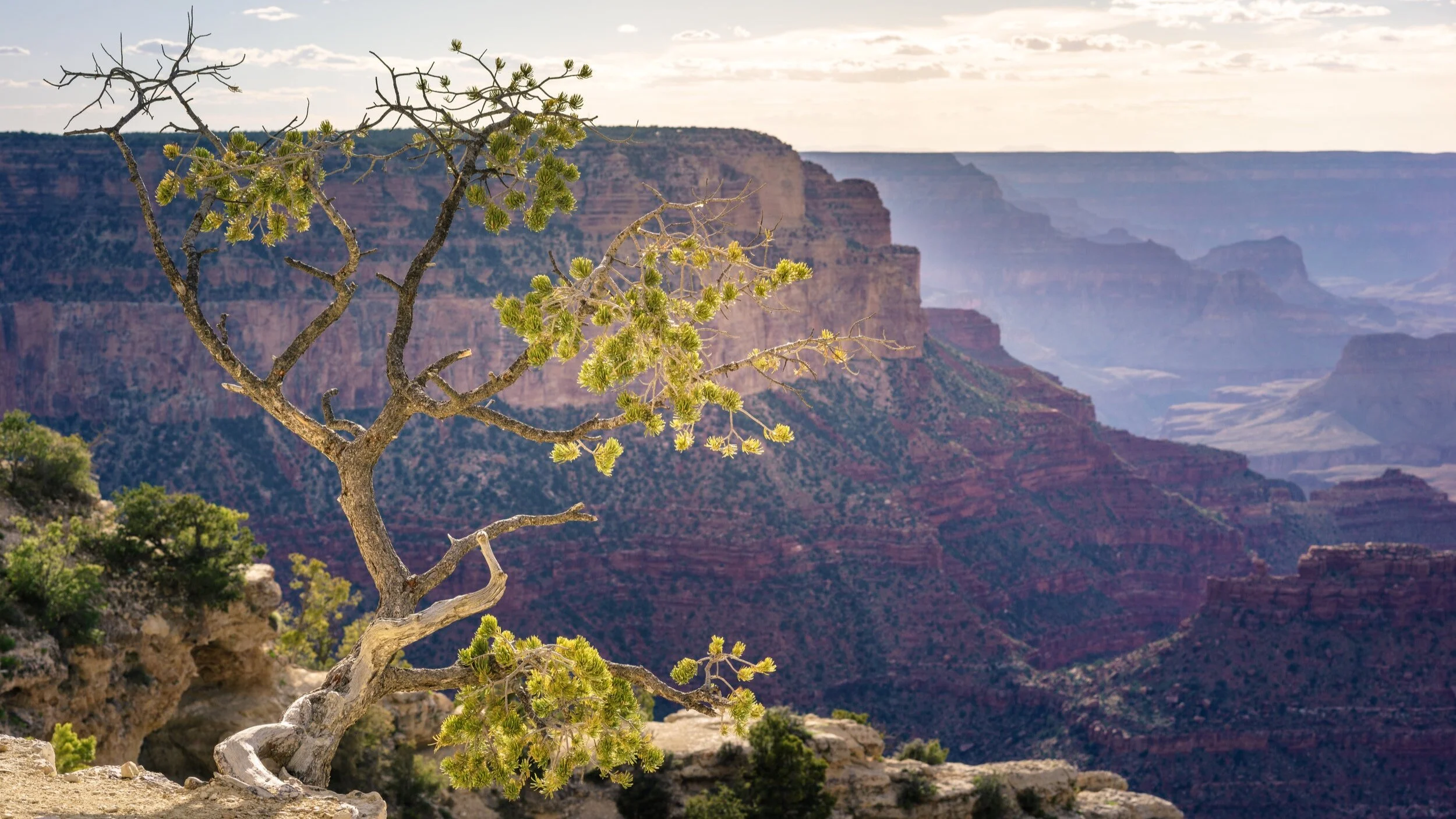 In memoriam: The Reverend Paul Halvorson
