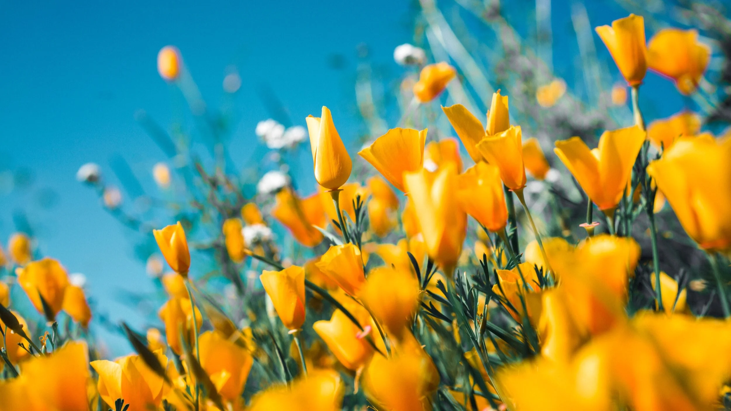 Spring Conference Gatherings