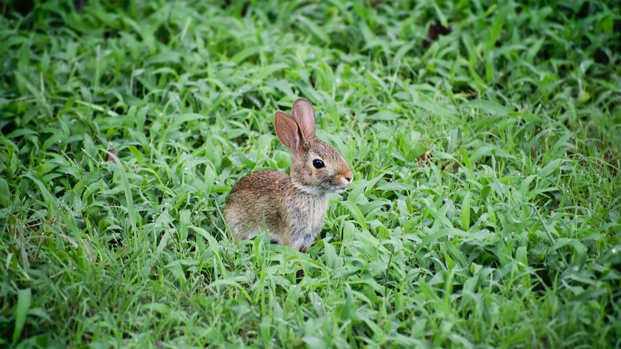 CANCELLED: American Ev. Lutheran Church, Tucson, spring block party