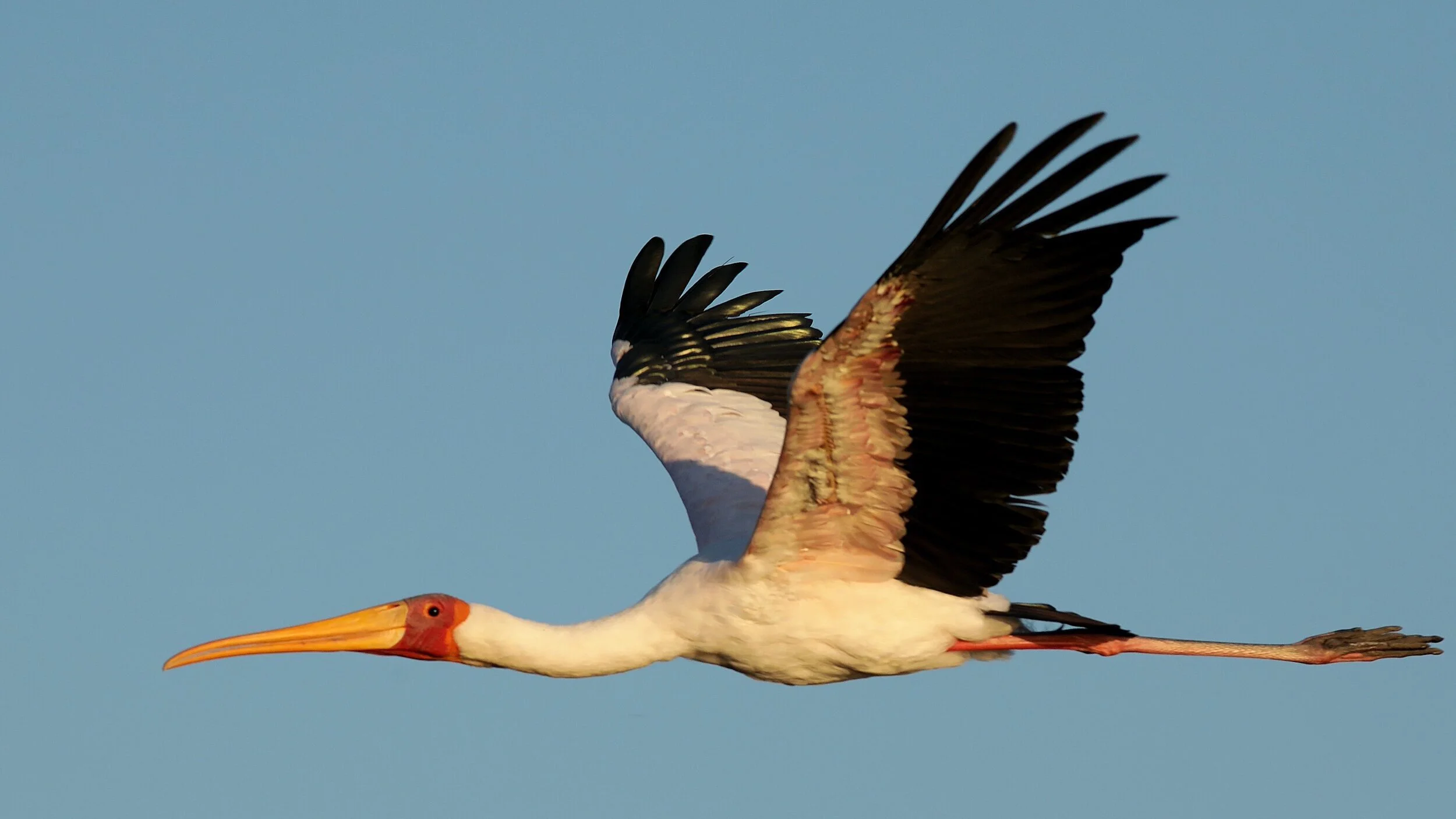 New Liturgies in All Creation Sings