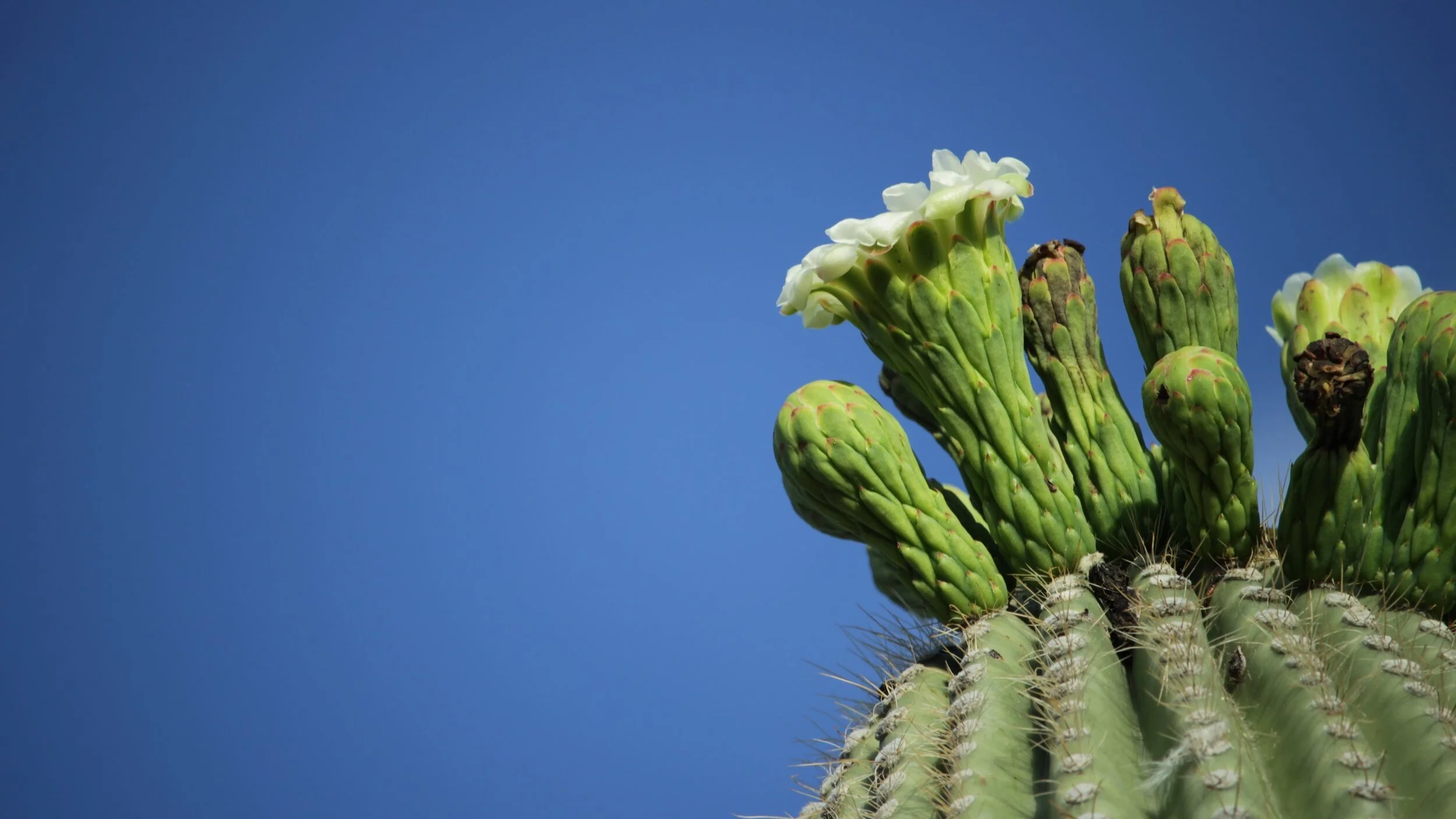 Planning for a 2020 Stewardship Appeal&nbsp;meeting resources