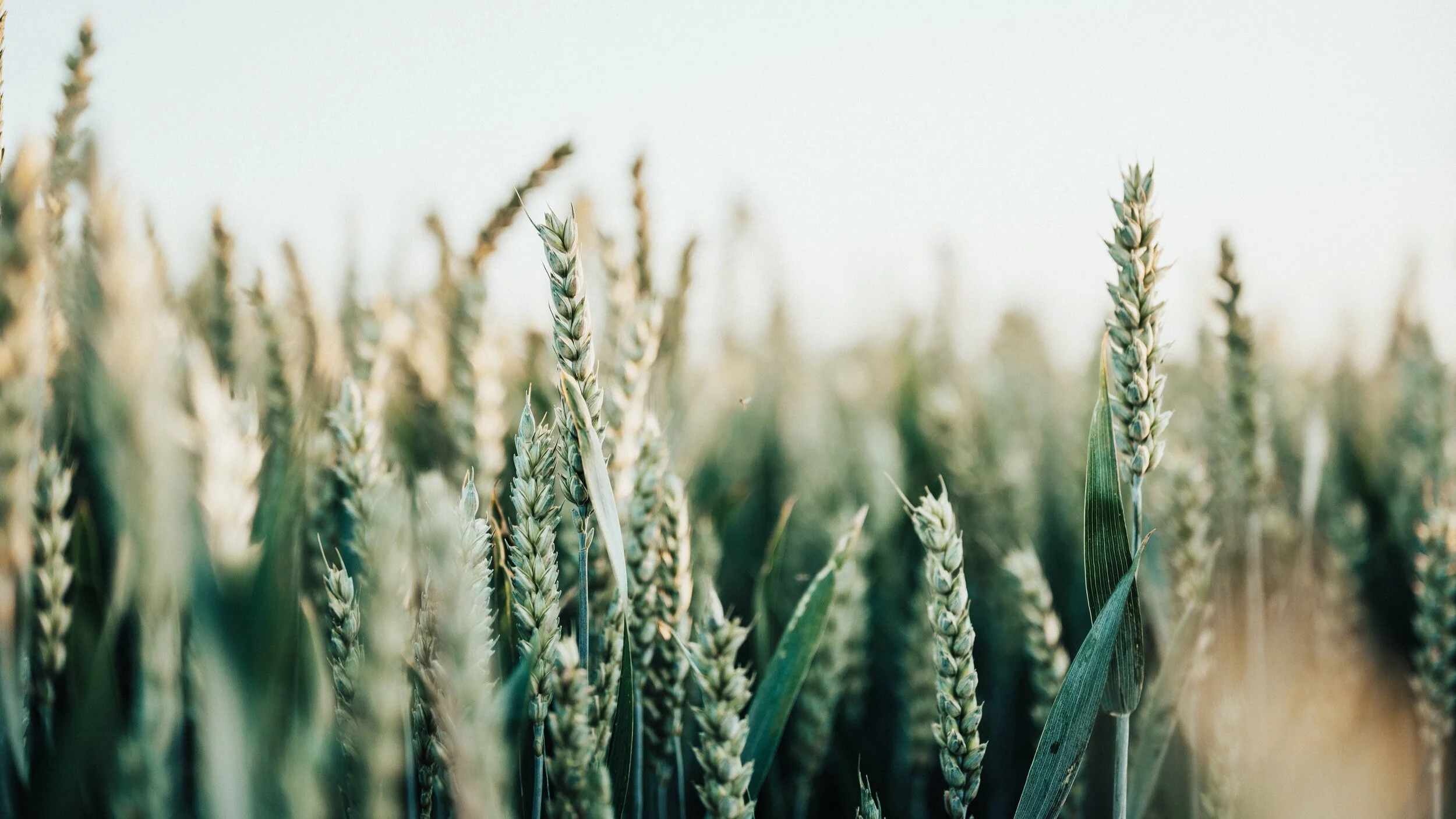 Season of Creation hymn: Now the Green Blade Rises