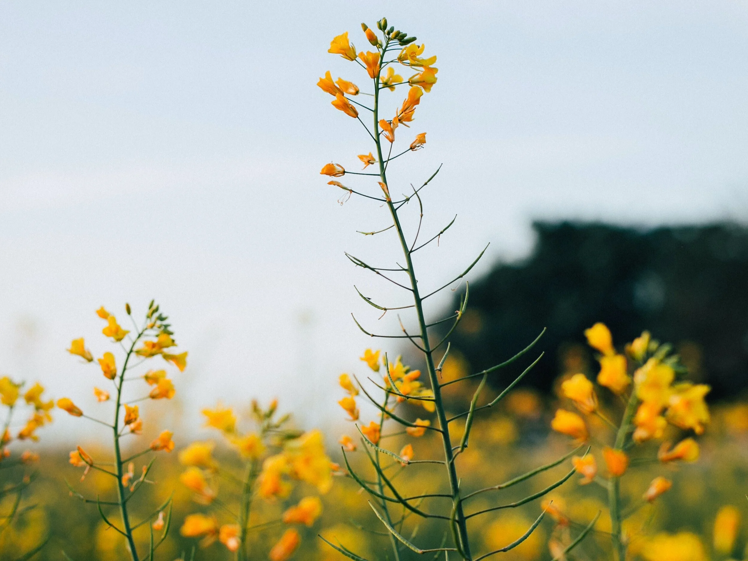 Prayers for Nan Nelson